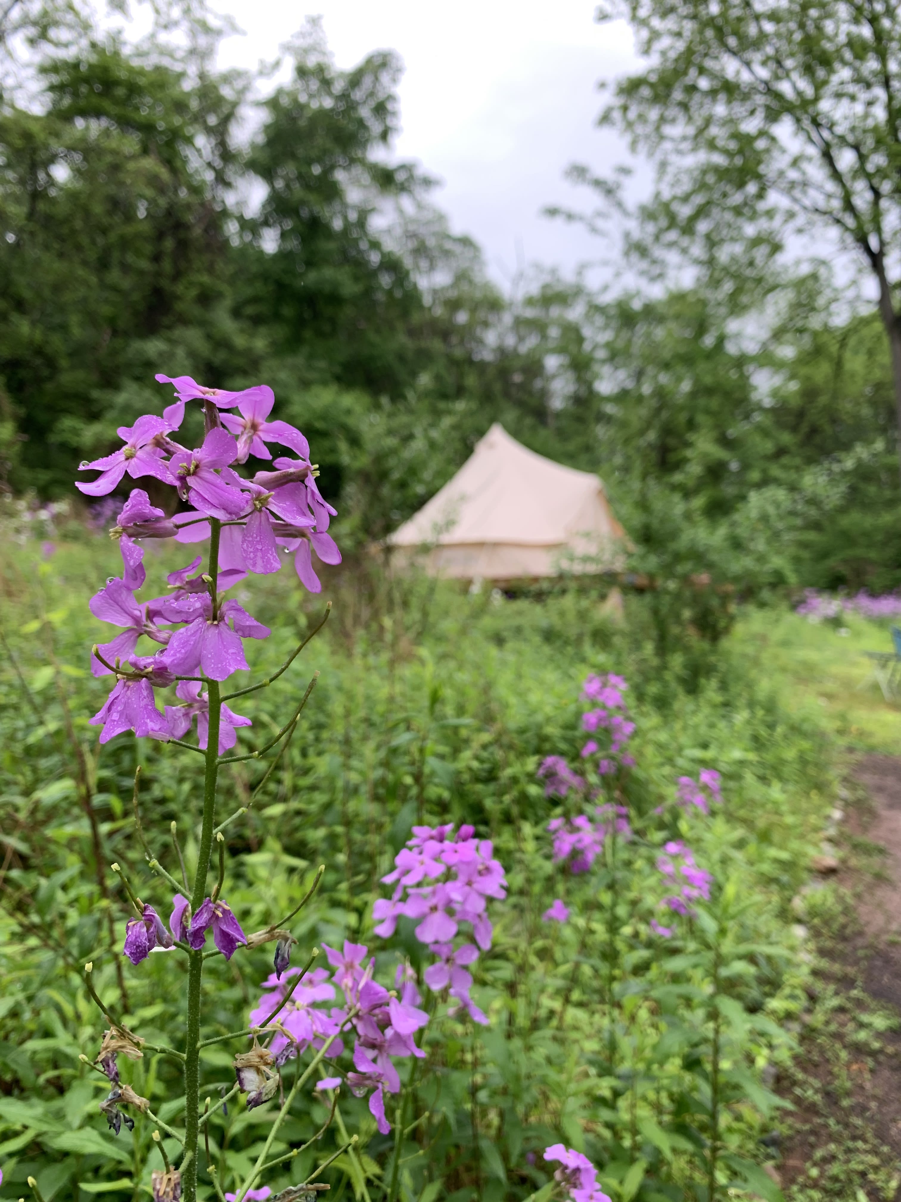 Purple dames rocket wildflowers surround the camp site in late May 
