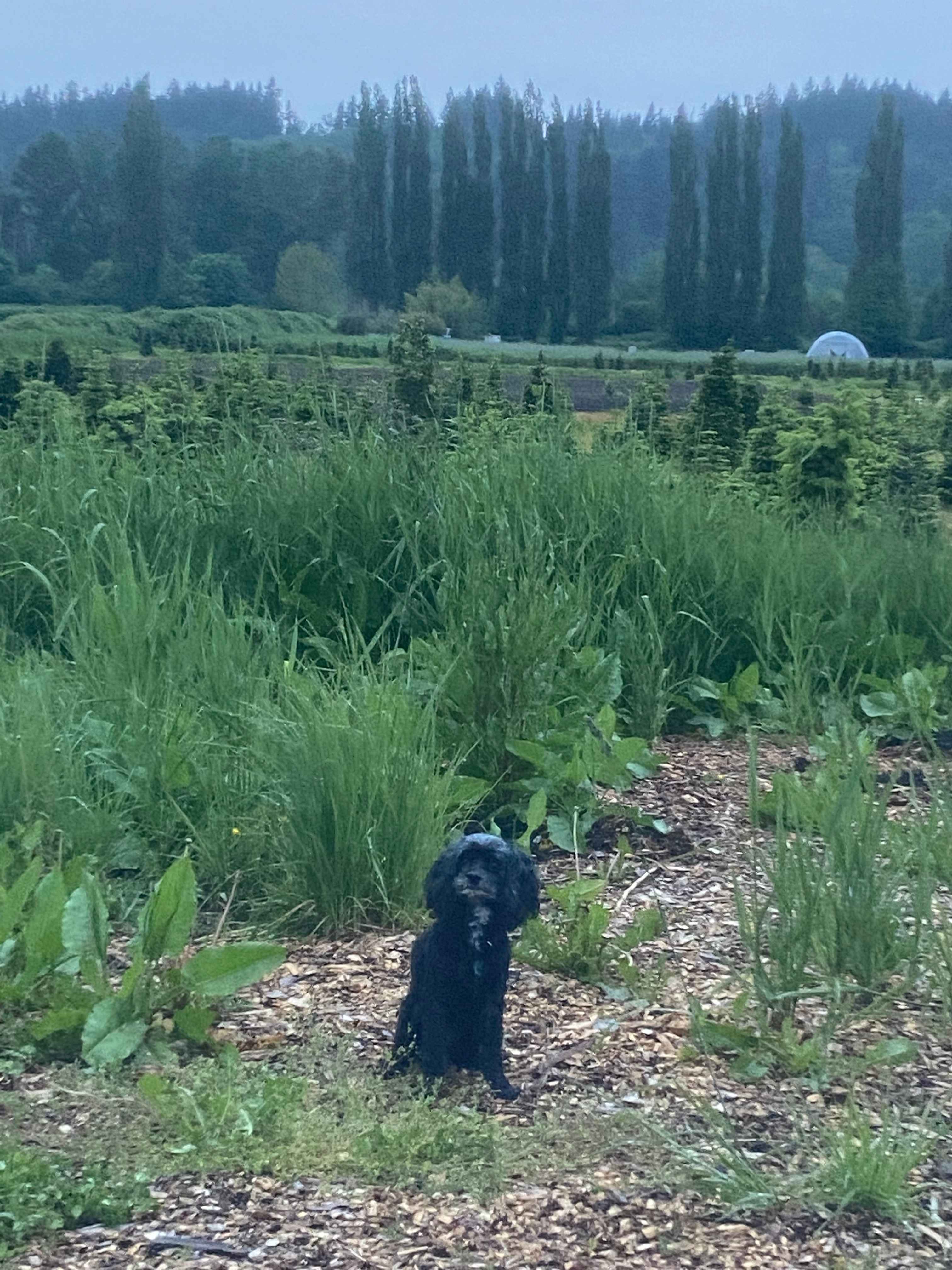 First camping trip for our dog, Cookie! 