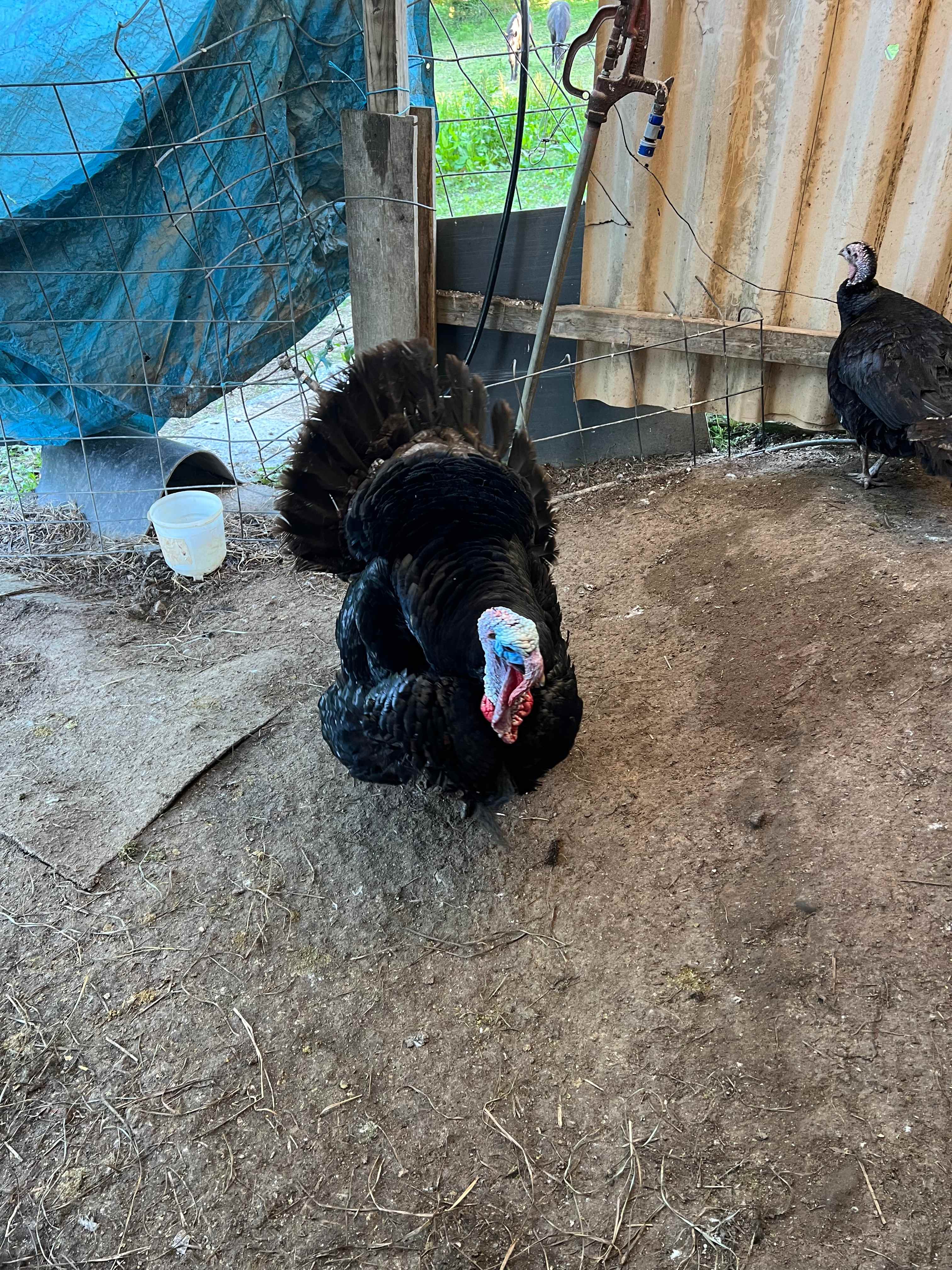 Lots of friendly animals! Horses, pigs, goats, turkeys, chickens, dogs, cats and bunnies! 