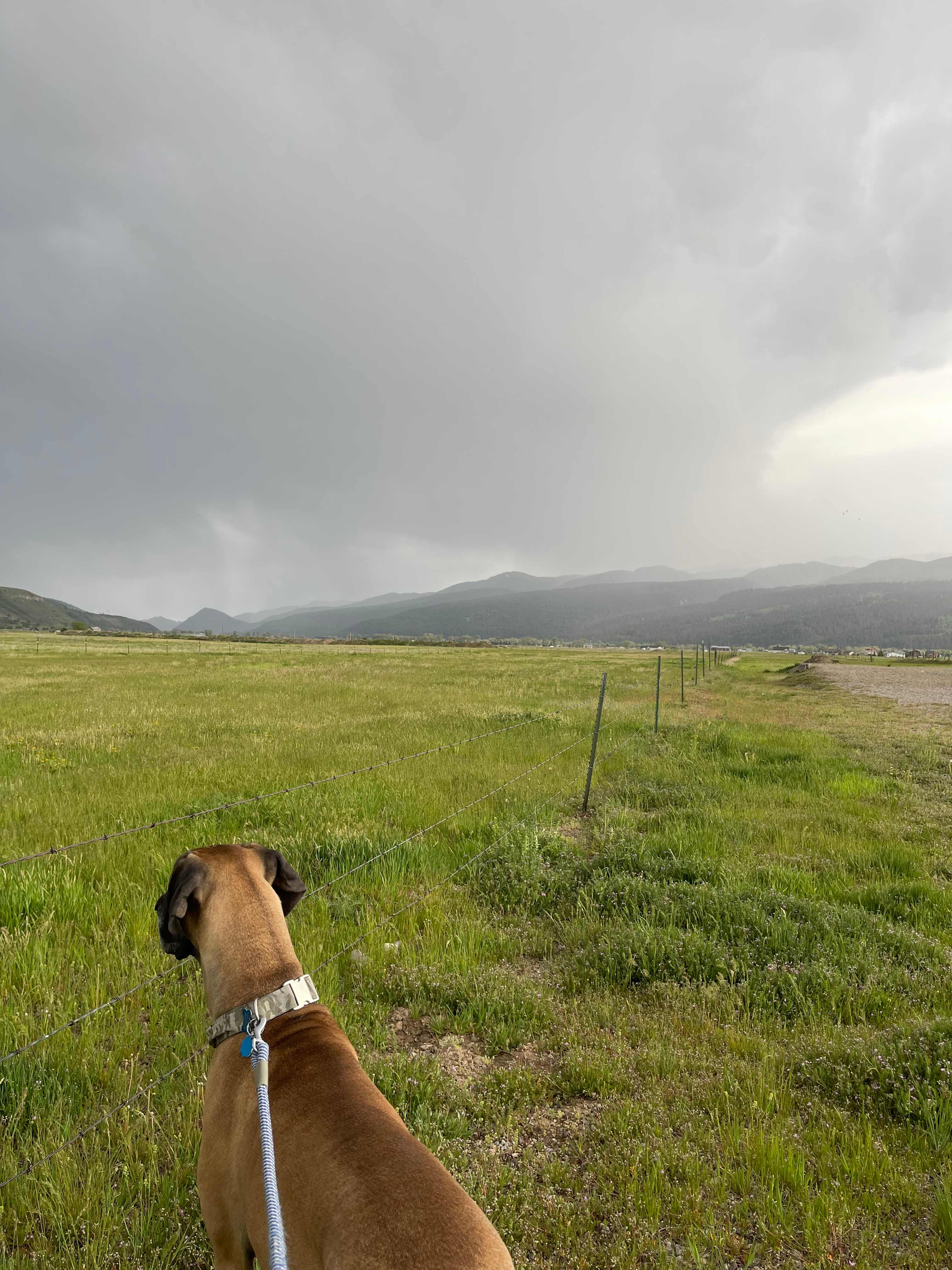 Large space to walk dogs