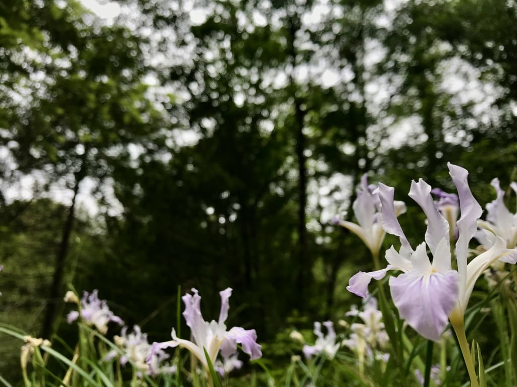 Irises at the site