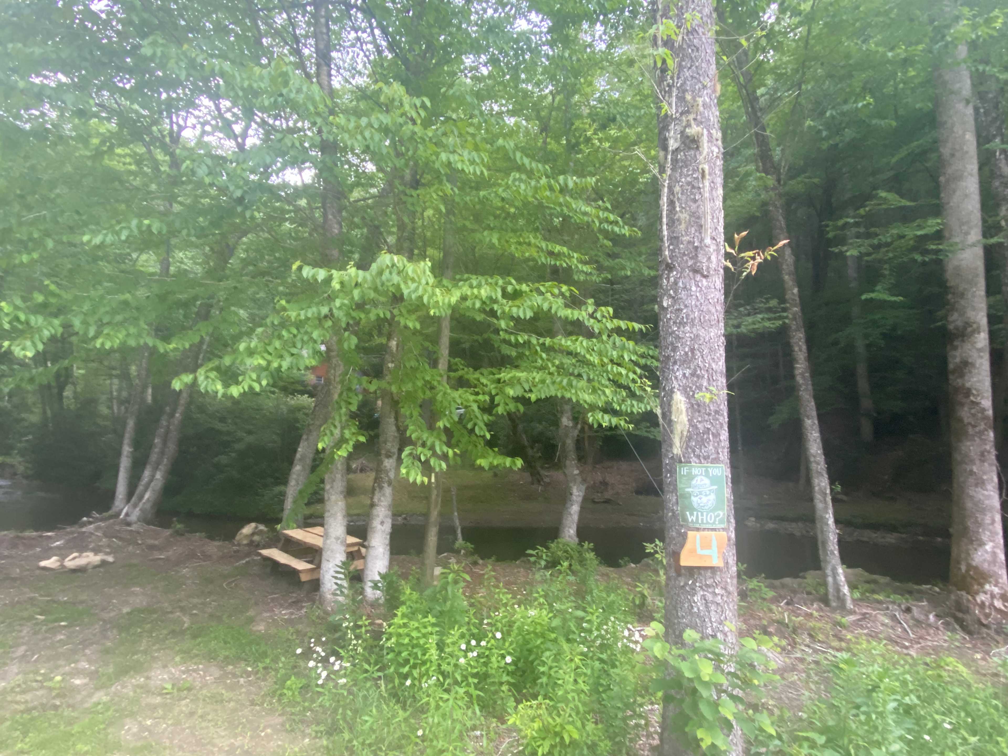 Campsite #4 “Wild Potato”