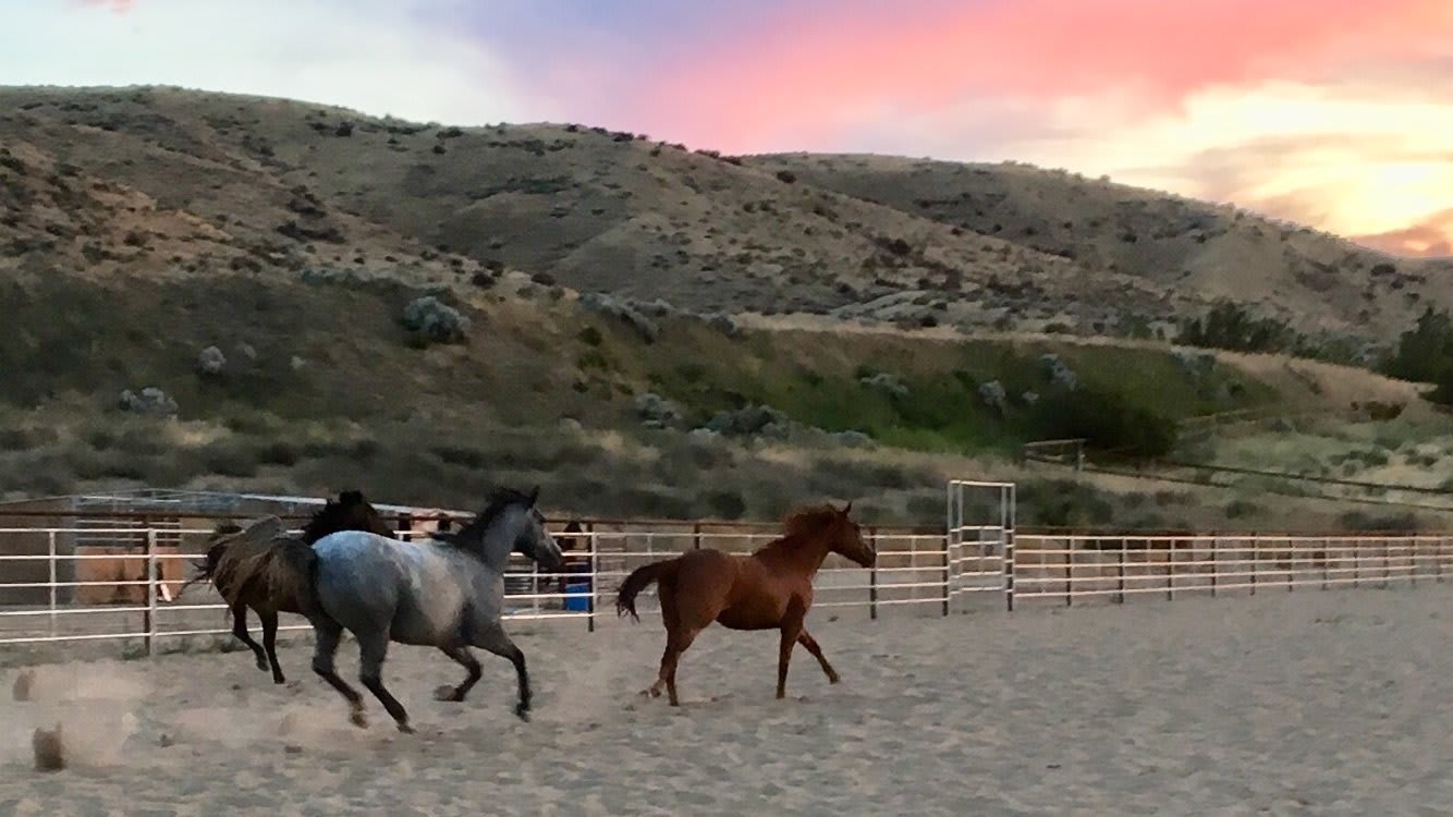Black Cow Ranch