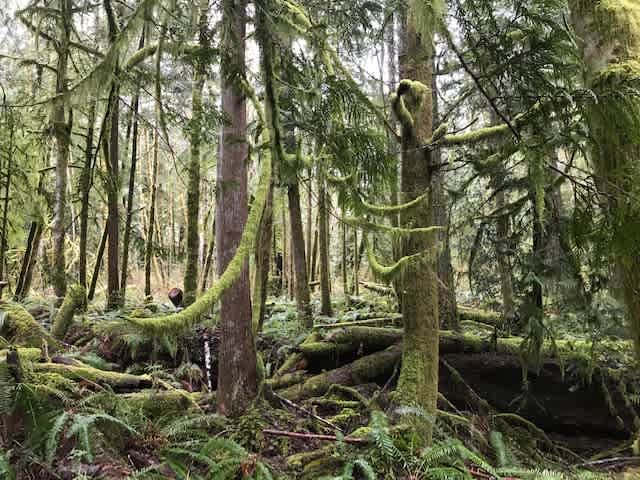 Camp in the sol duc rainforest one mile from the hotsprings park entrance and lake crescent. Enjoy the outdoor covered kitchens an hot showers.  Located at mile 35.5 of the Olympic discovery trail.  8 ft by 8 ft tent deck.   