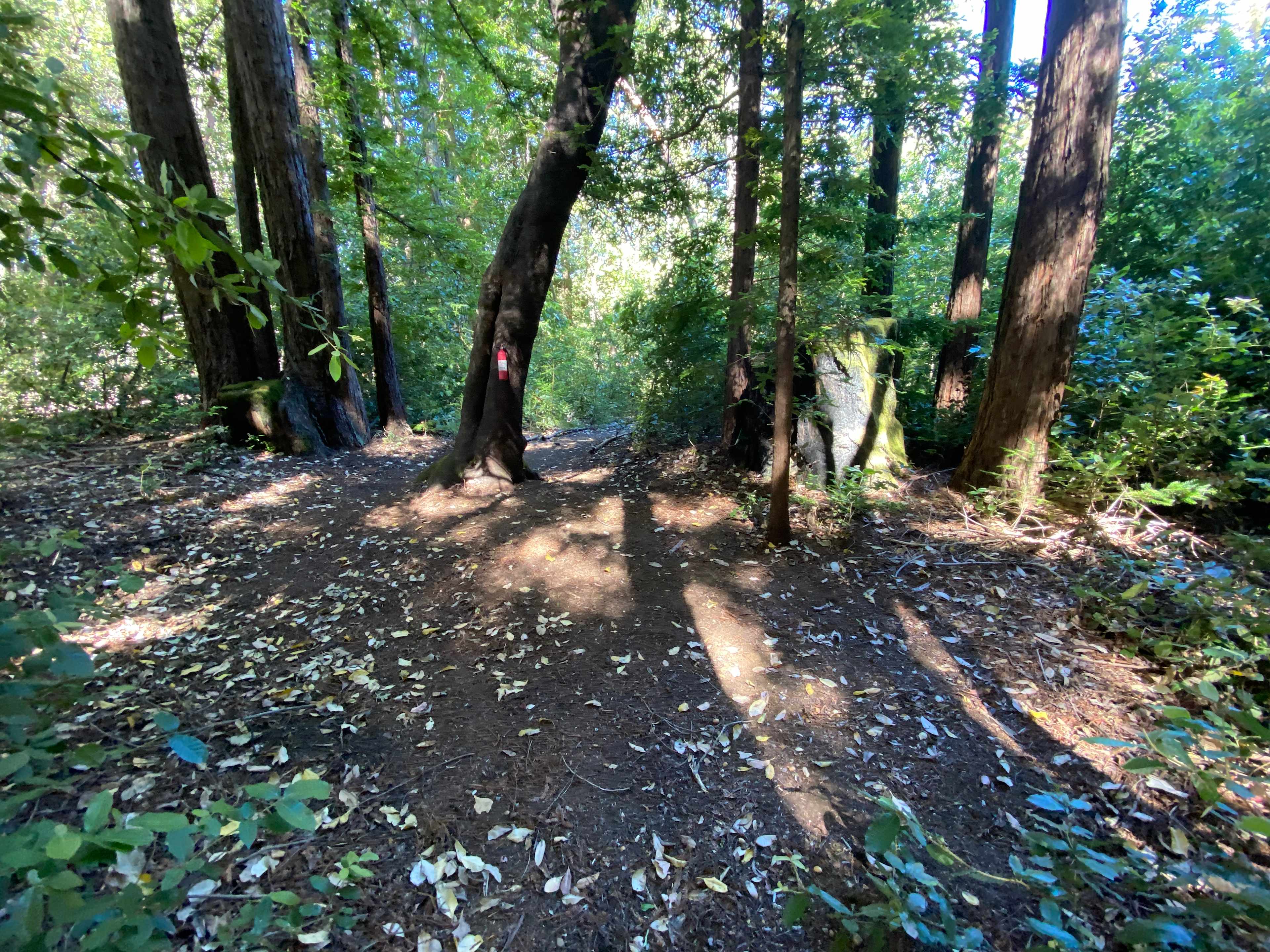 Redwood Paradise Camping