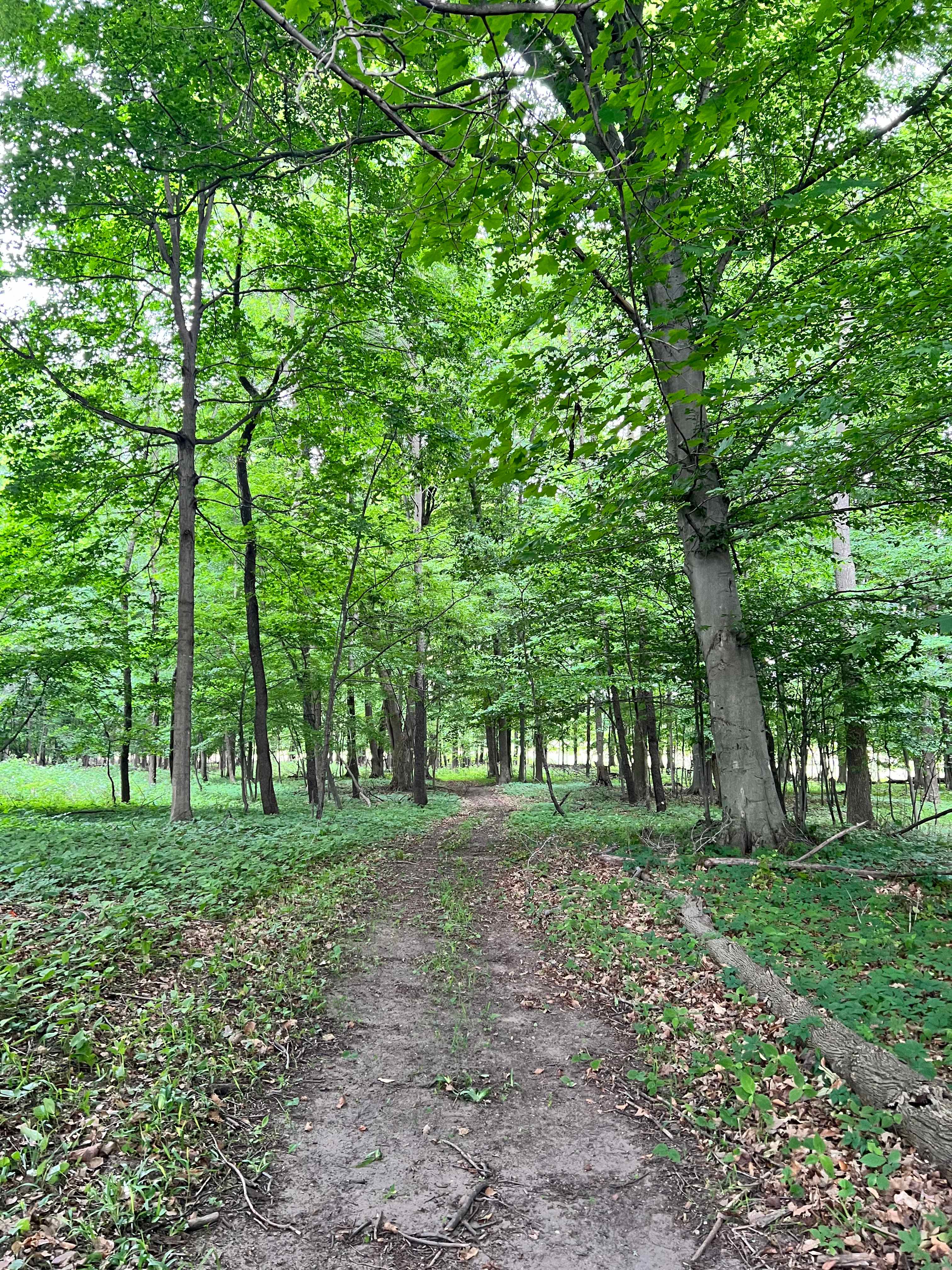 Trails from site 1