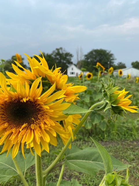 A glimpse from the sunflower field.