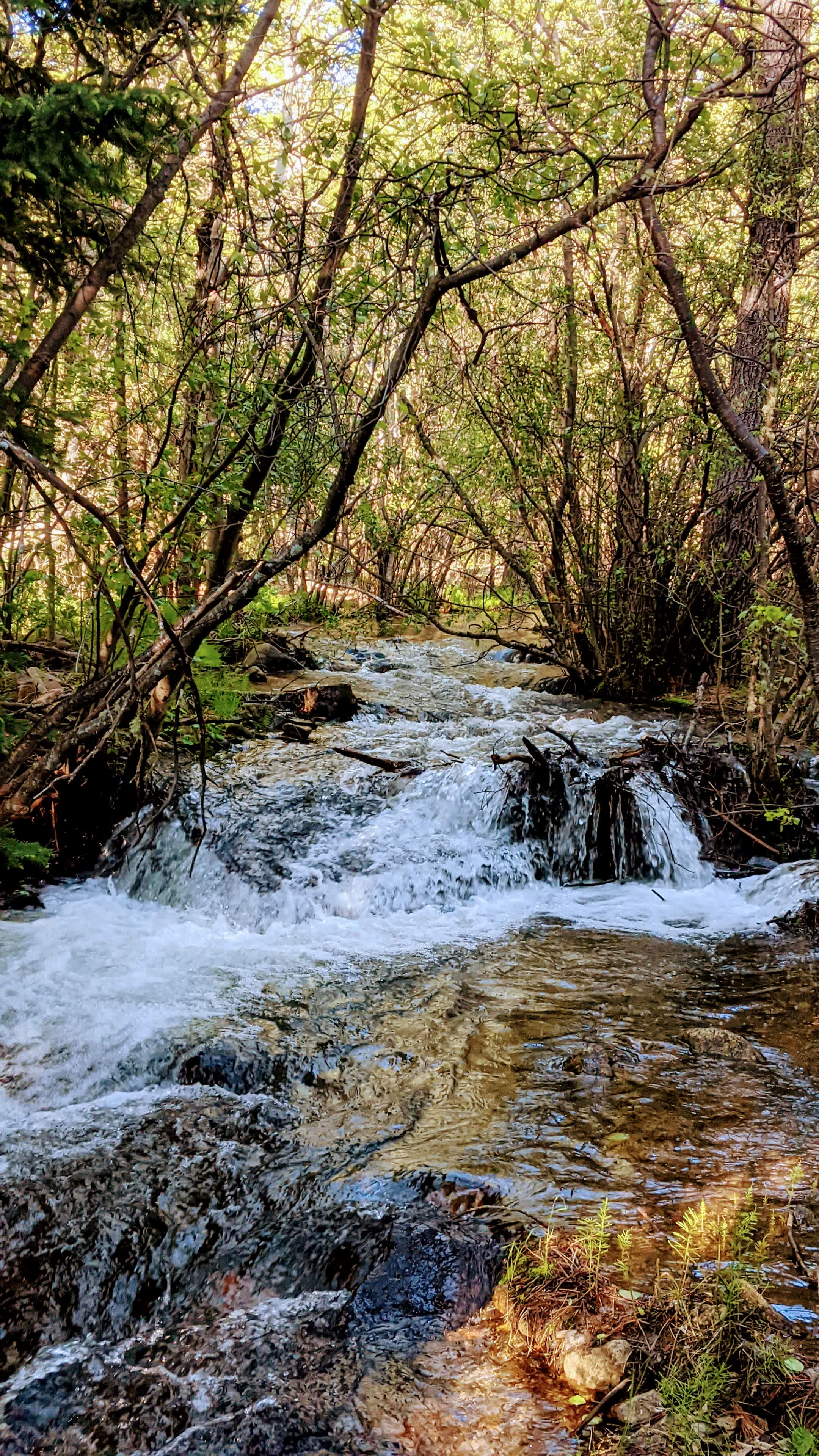 Creekside Paradise