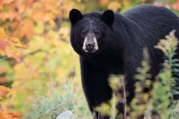 Bear
