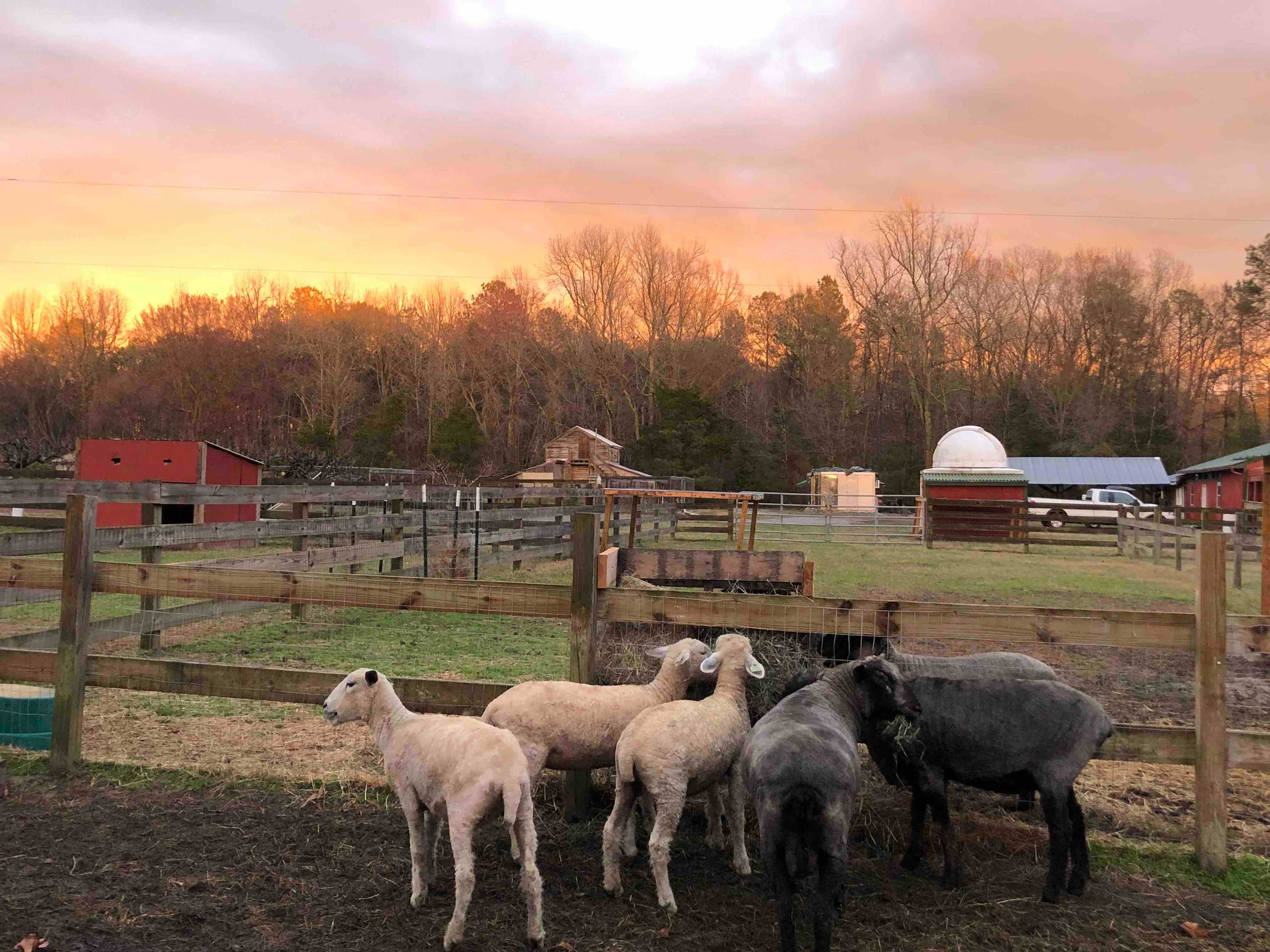 Peace Hill Farm