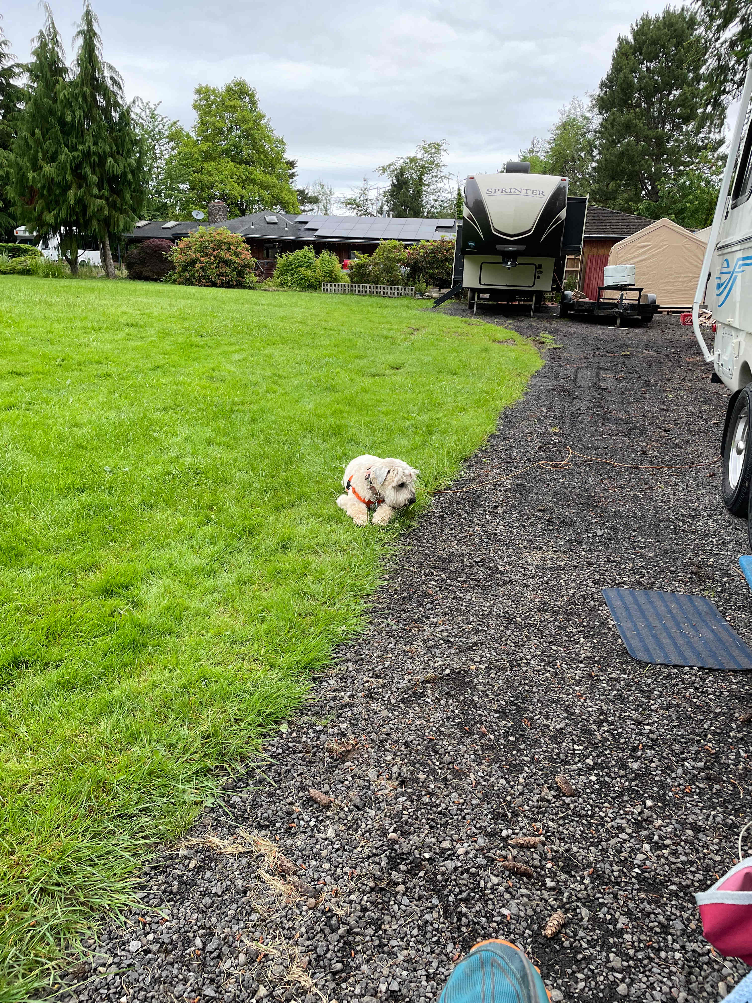 Jinx chilling in the grass