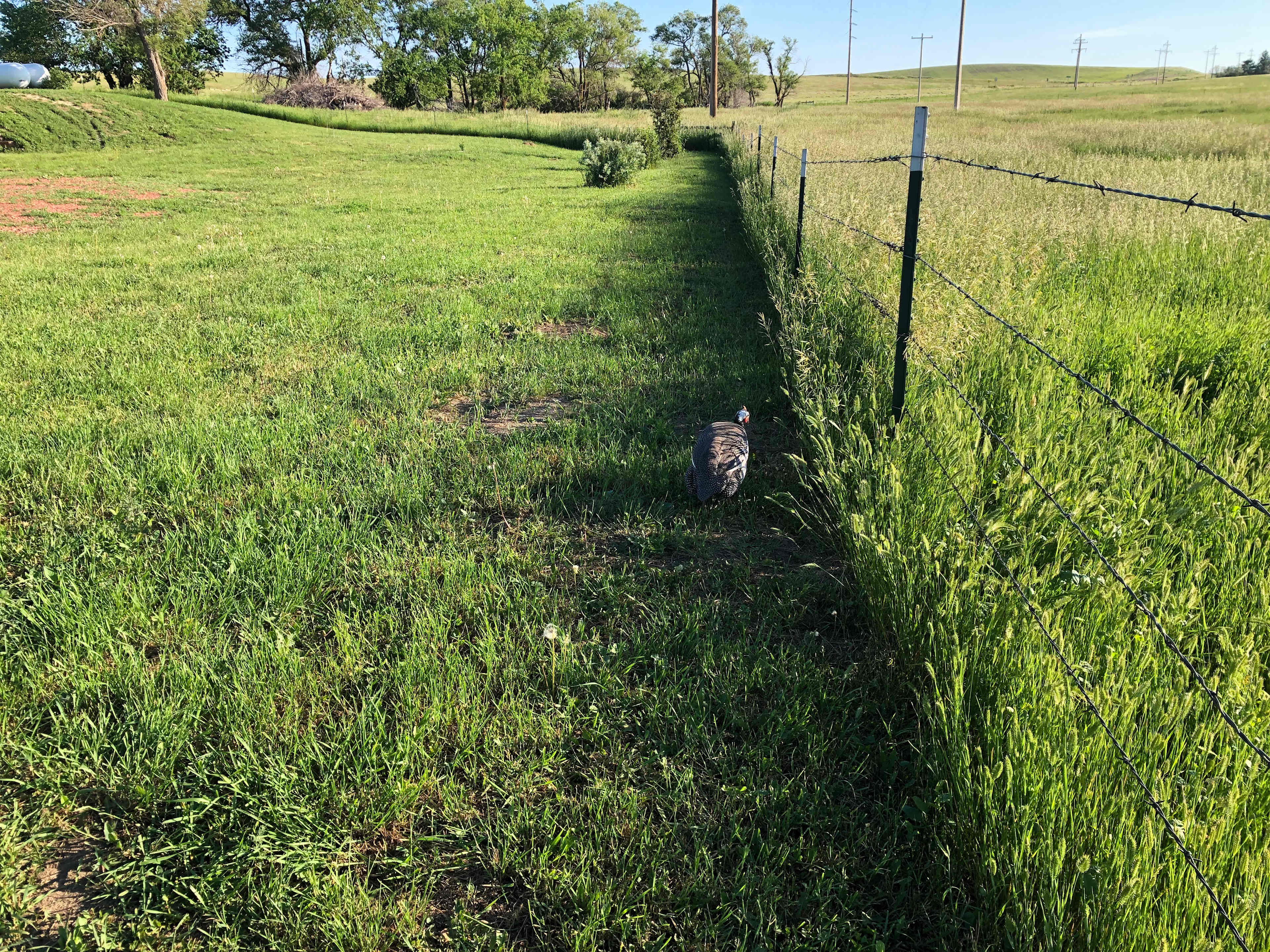 Quiet Cattle Ranch
