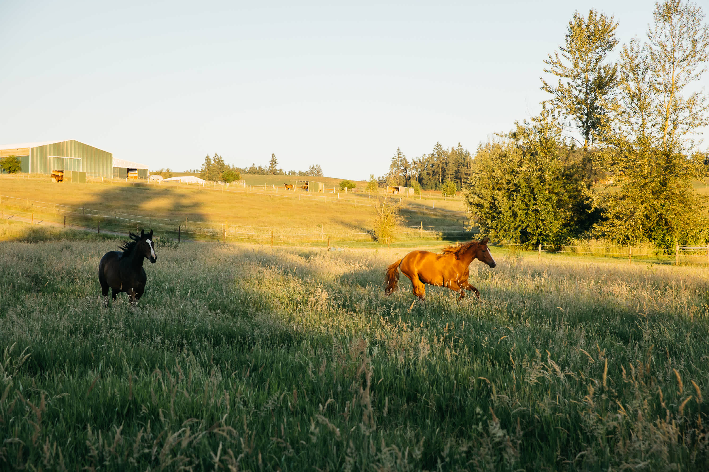 Galloping horses at dusk