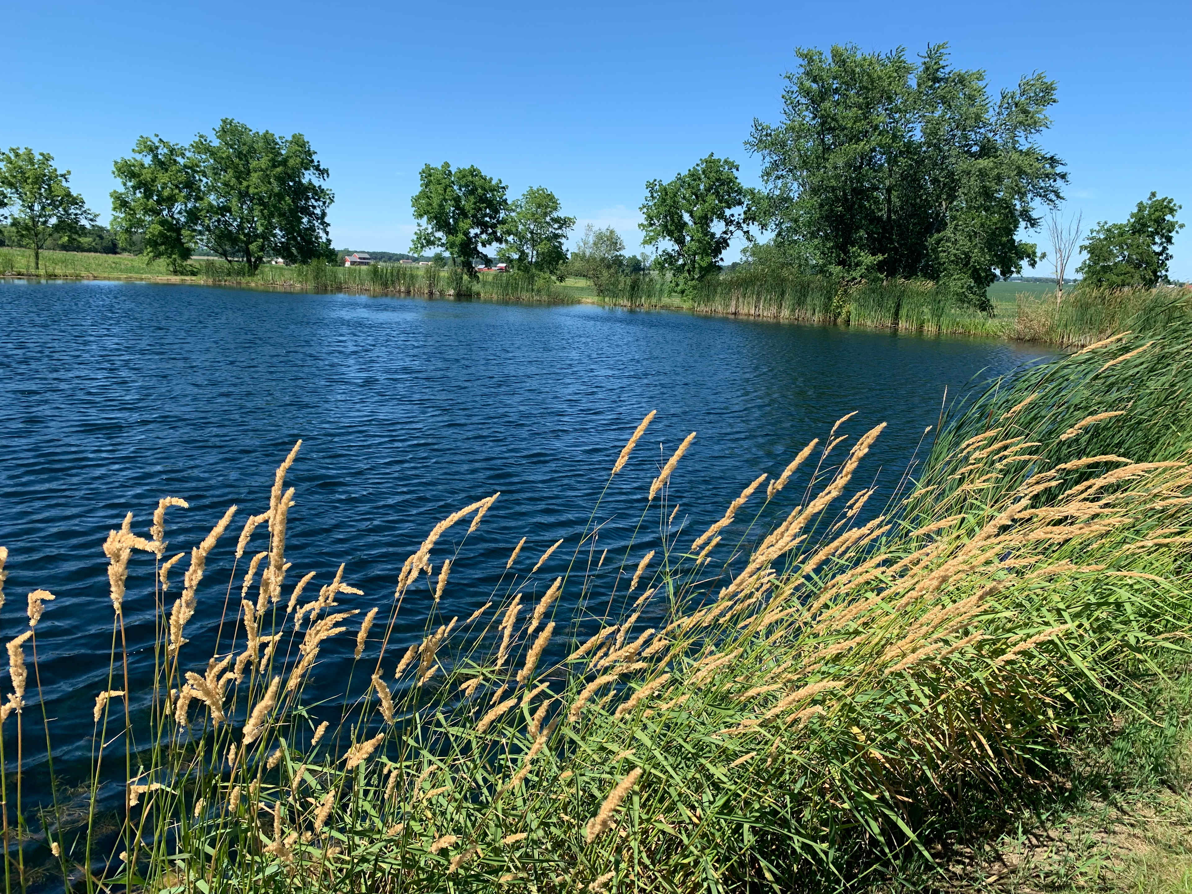 Catch and release fishing. 

Large mouth bass
Hybrid bluegill
Catfish
