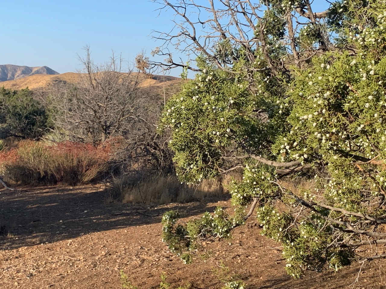 Old West Mountain Camping Near LA!