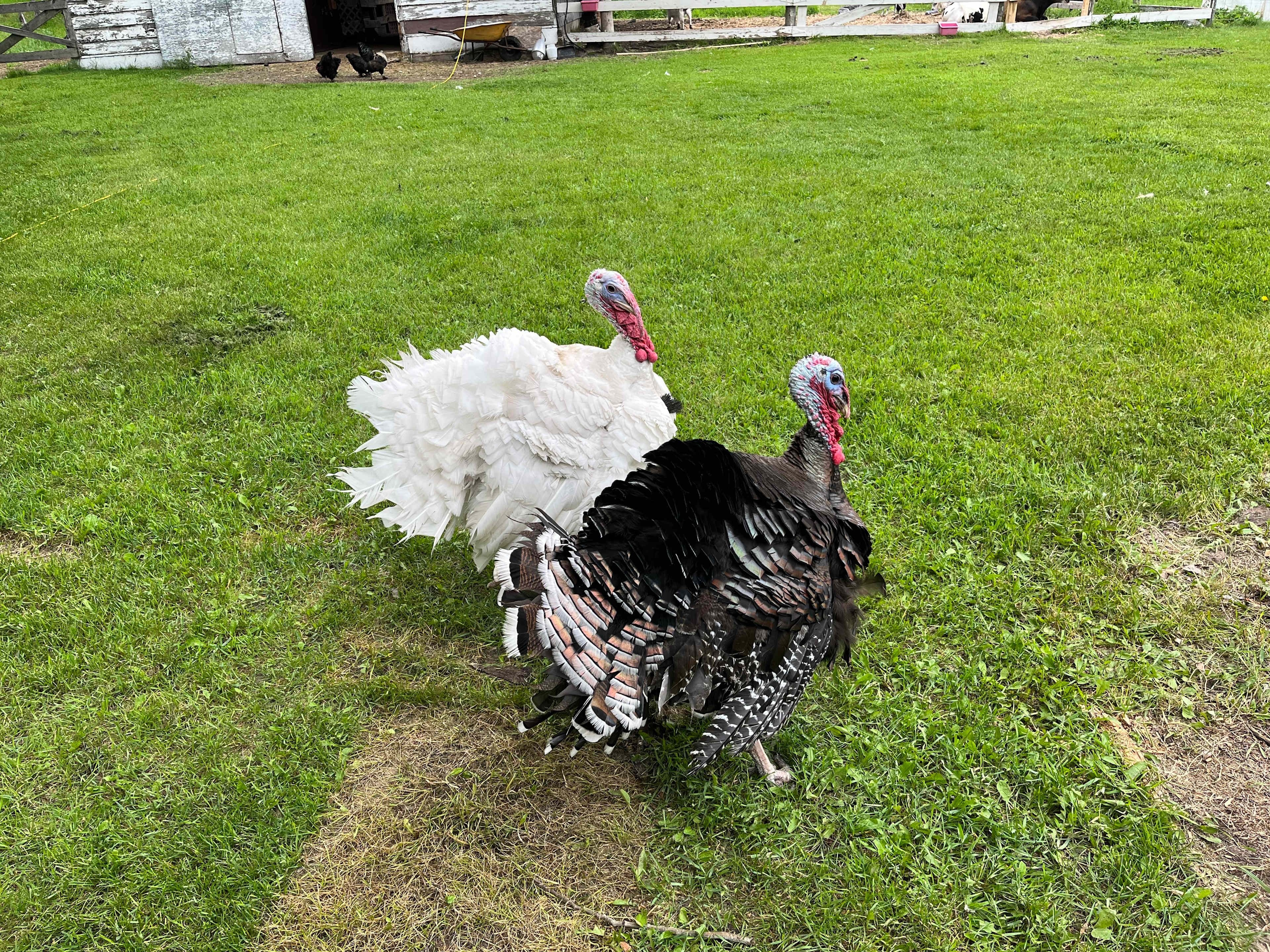 A couple of turkeys just hanging around