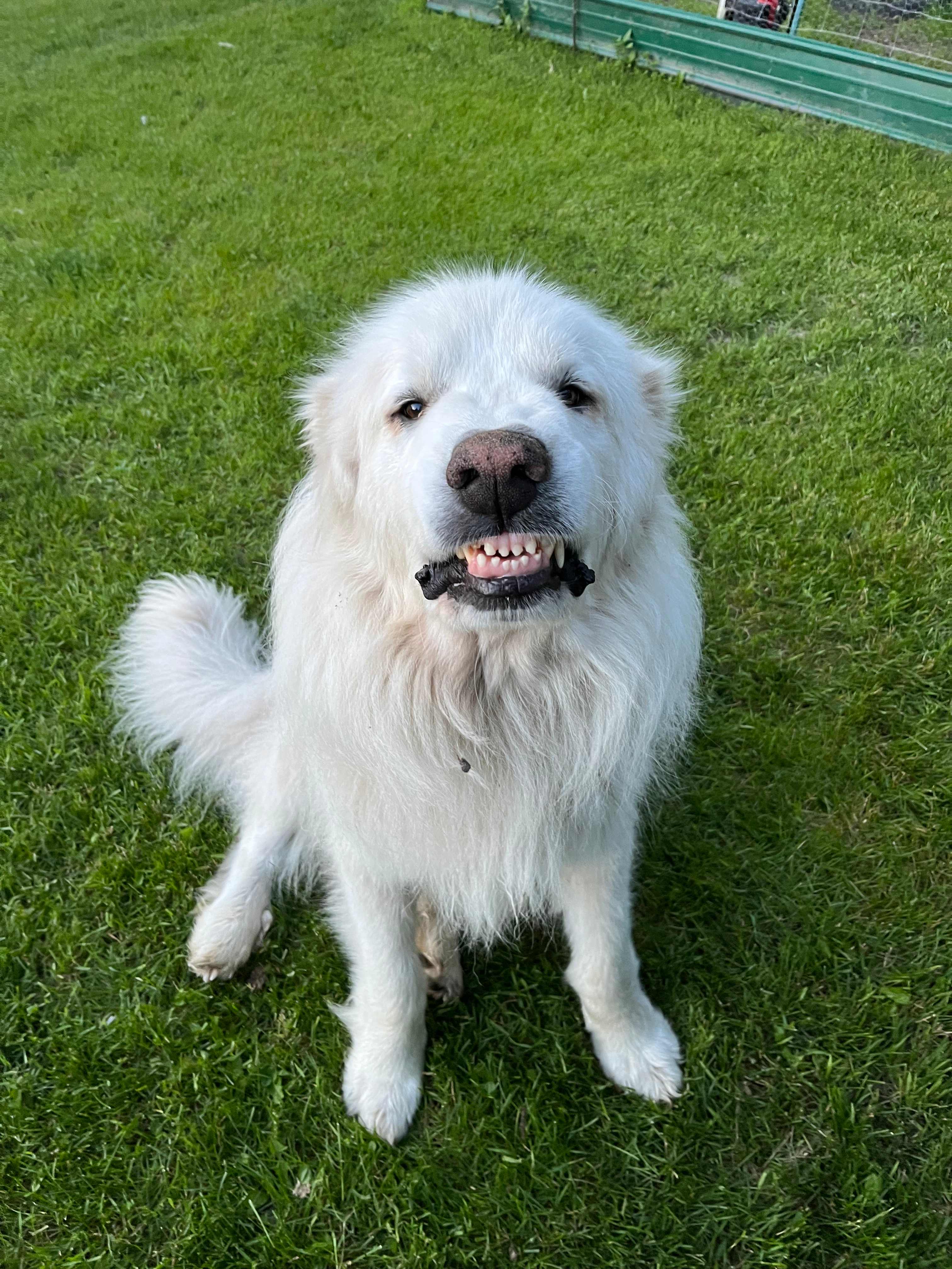 Kodi is the smiliest dog you will ever meet!