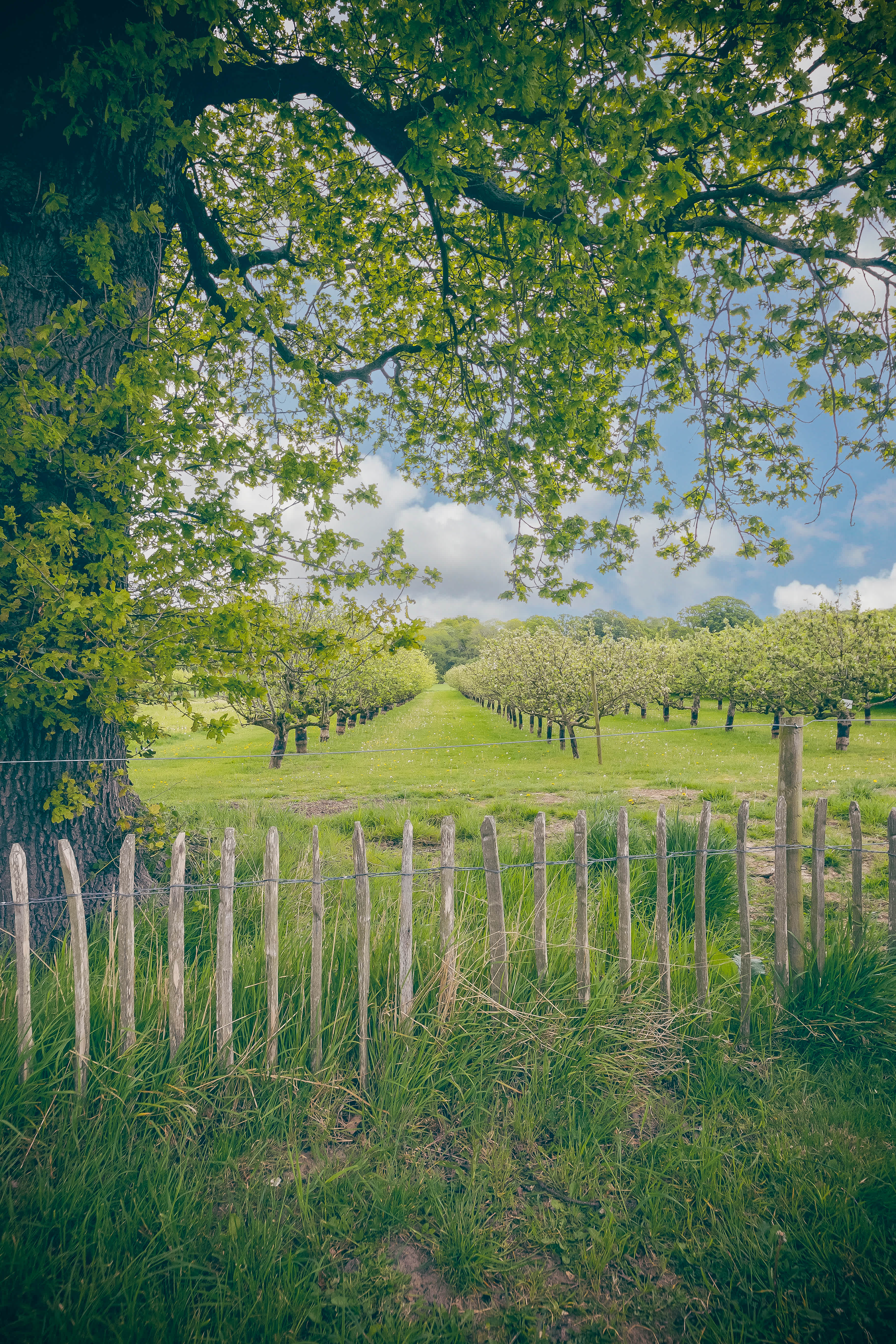 Plum Camping at White House Farm