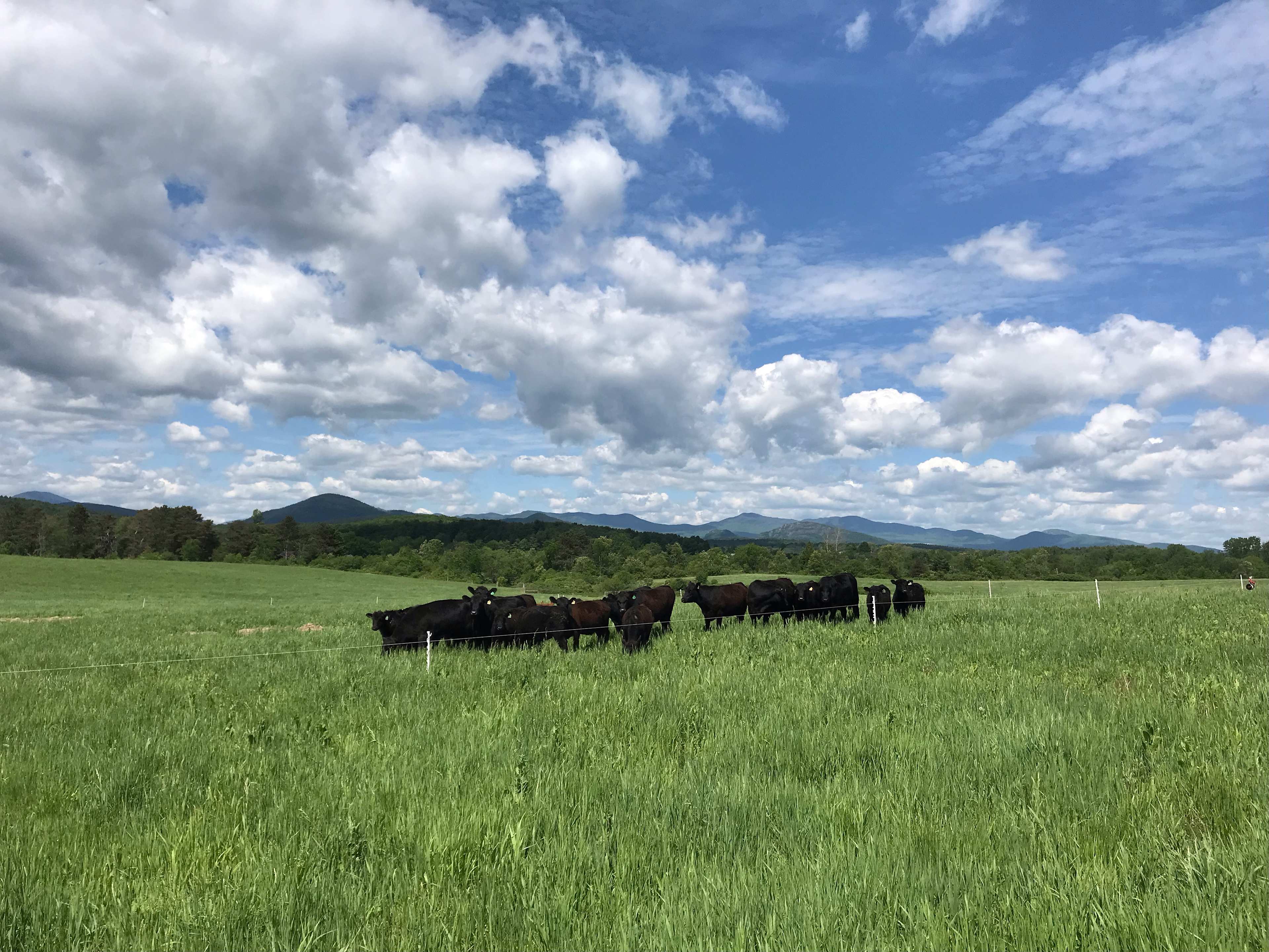 Farm pastures with Adirondack Mountains in background