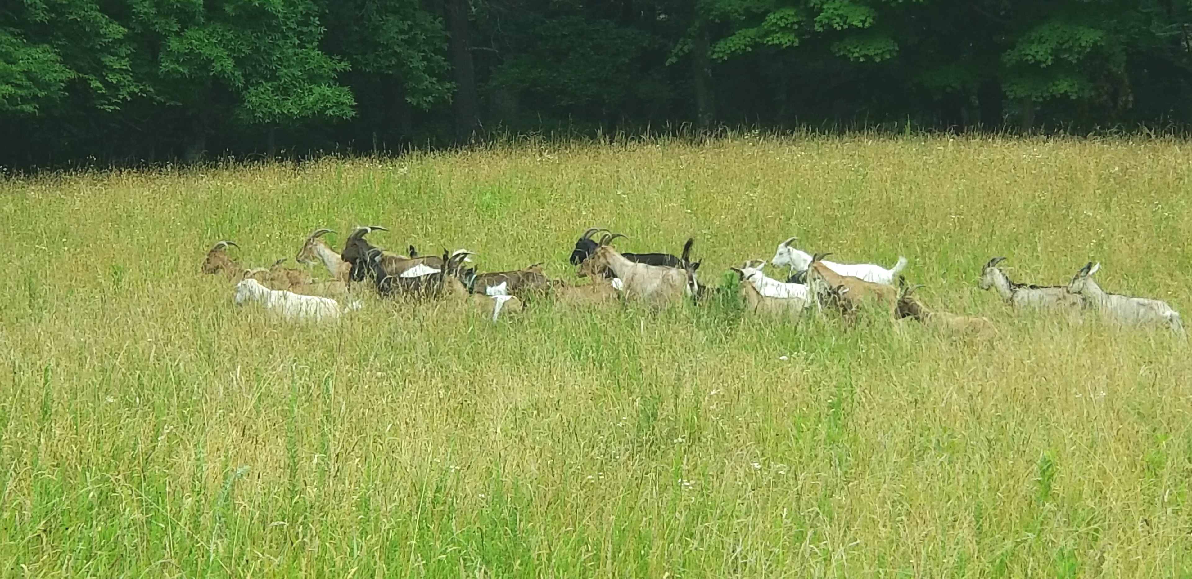 The Creek at Valdelyon Farm