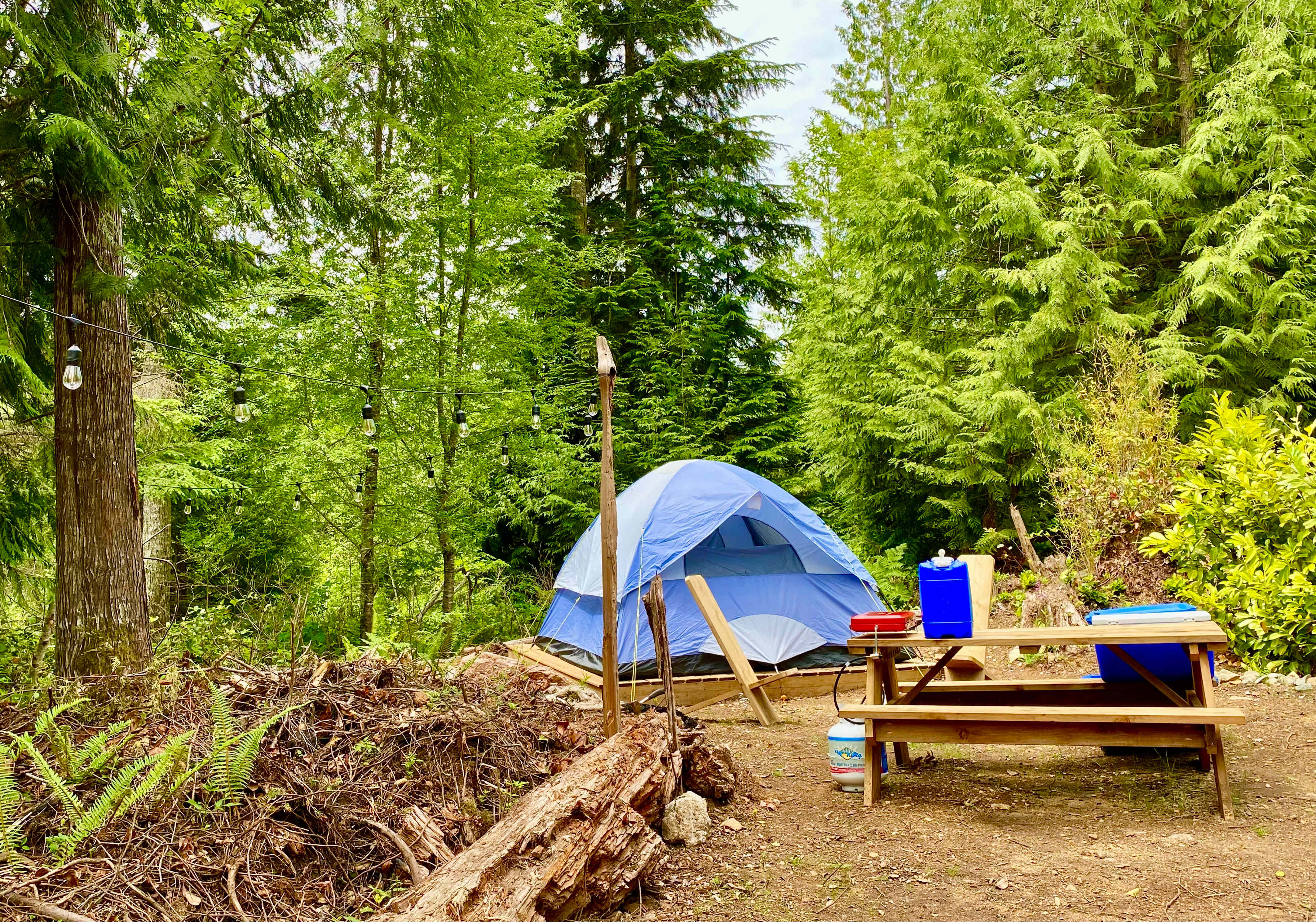 Campsite in the woods with everything that you need, including solar lights lol