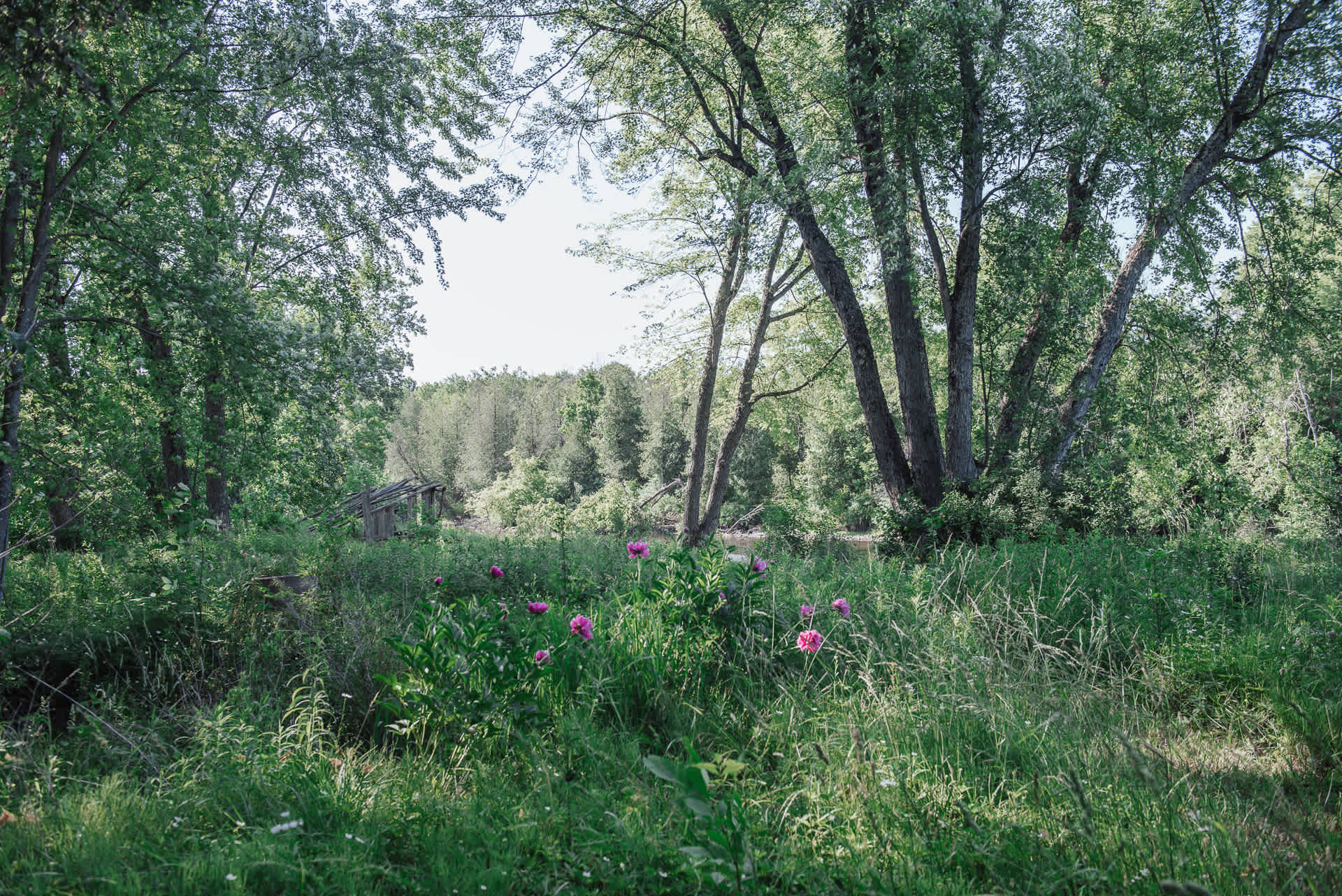 Doriath Springs