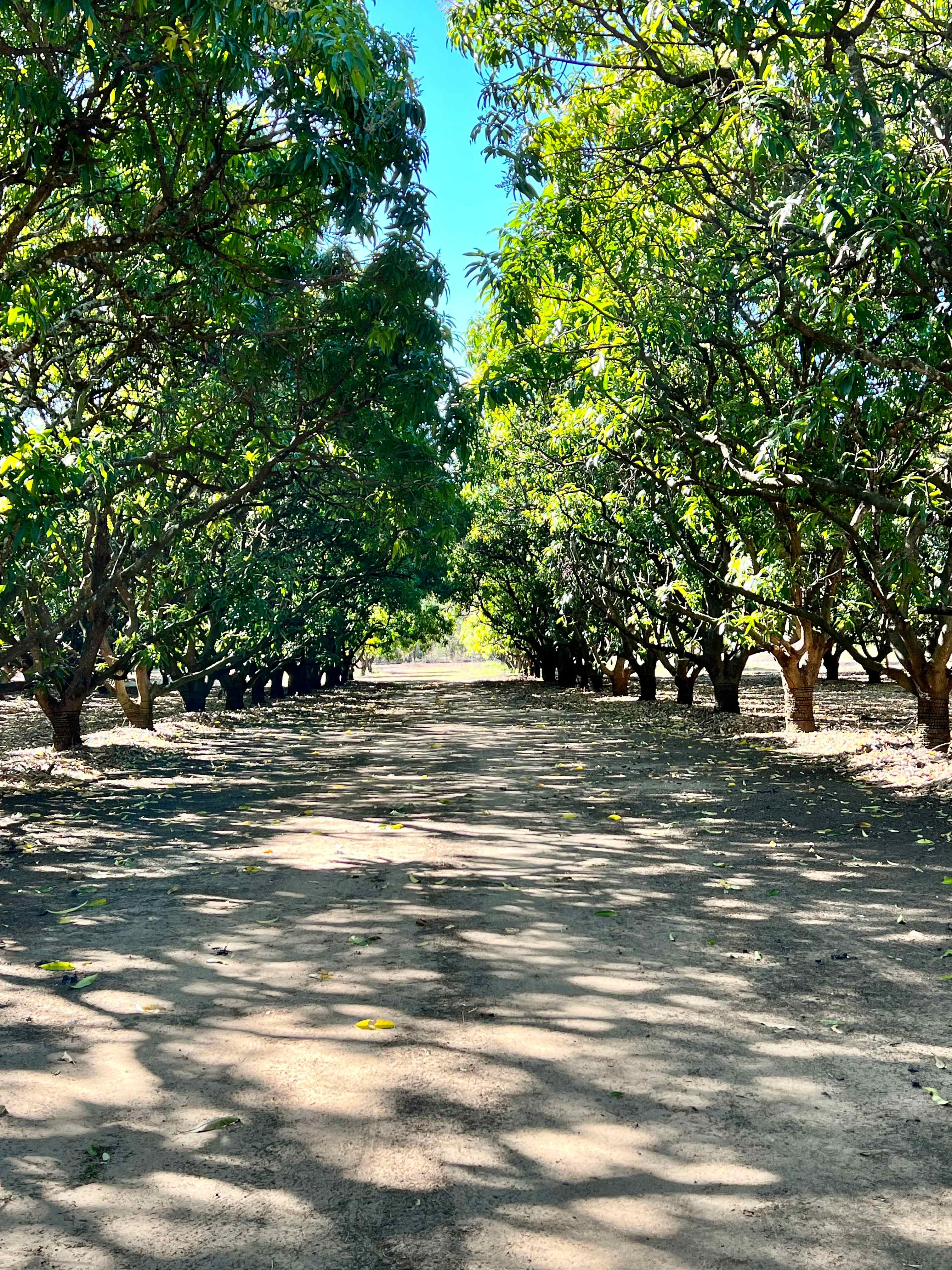Mango Farm Stay