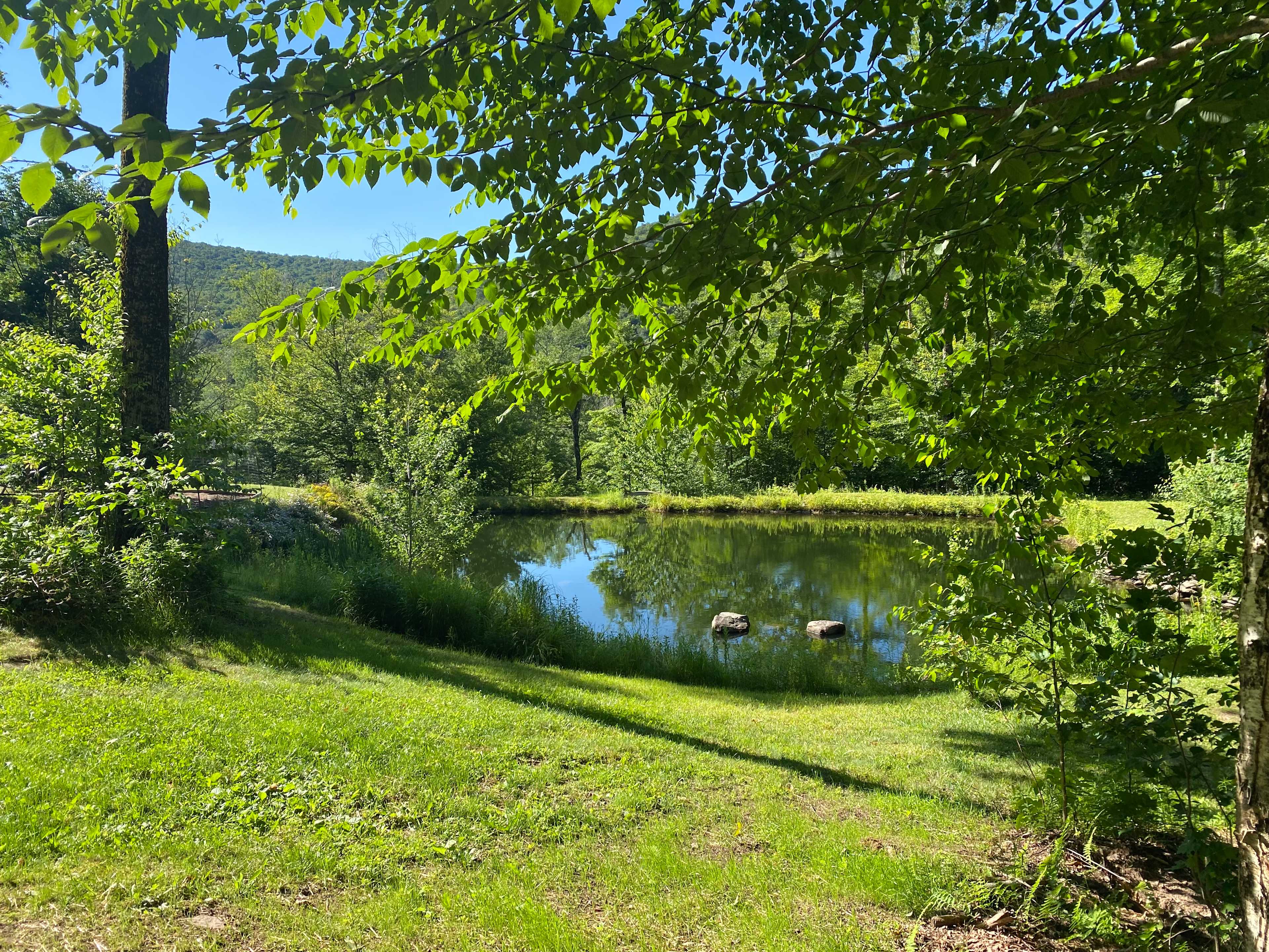 Burr Oaks Forest secluded campsites