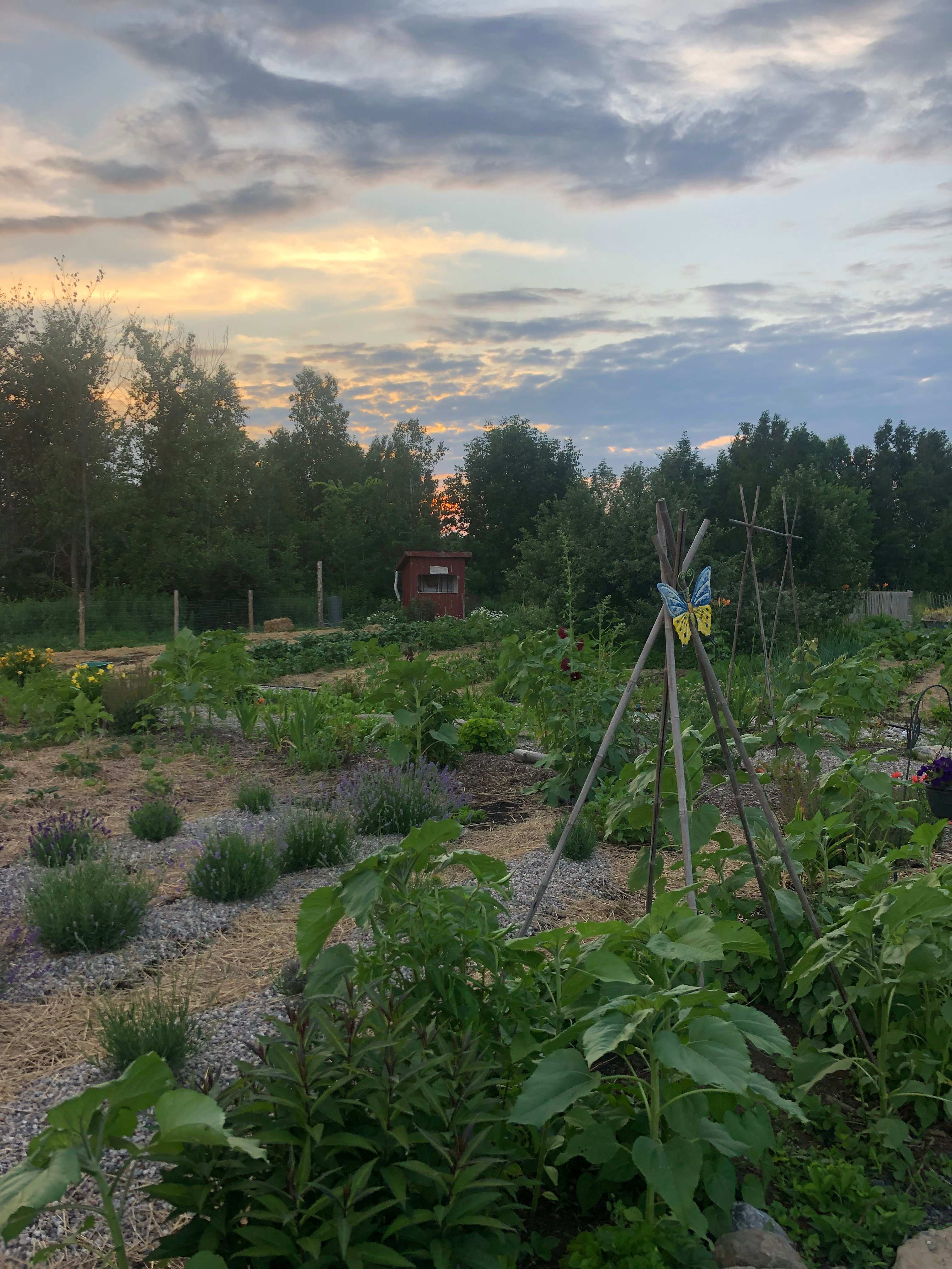 The vegetable garden 