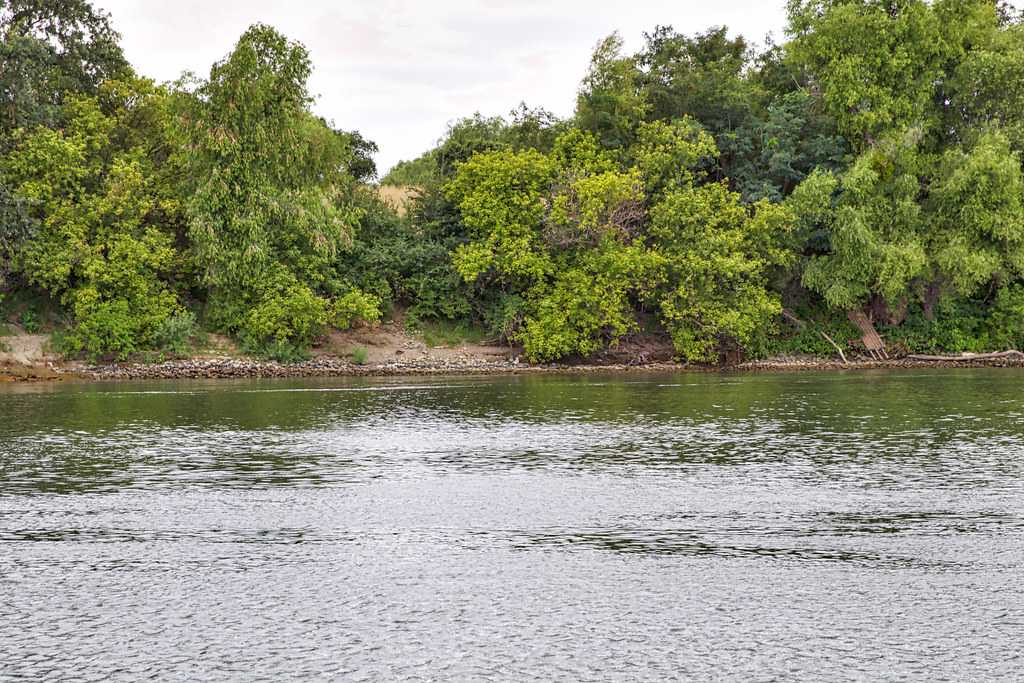 Clifton Court Forebay