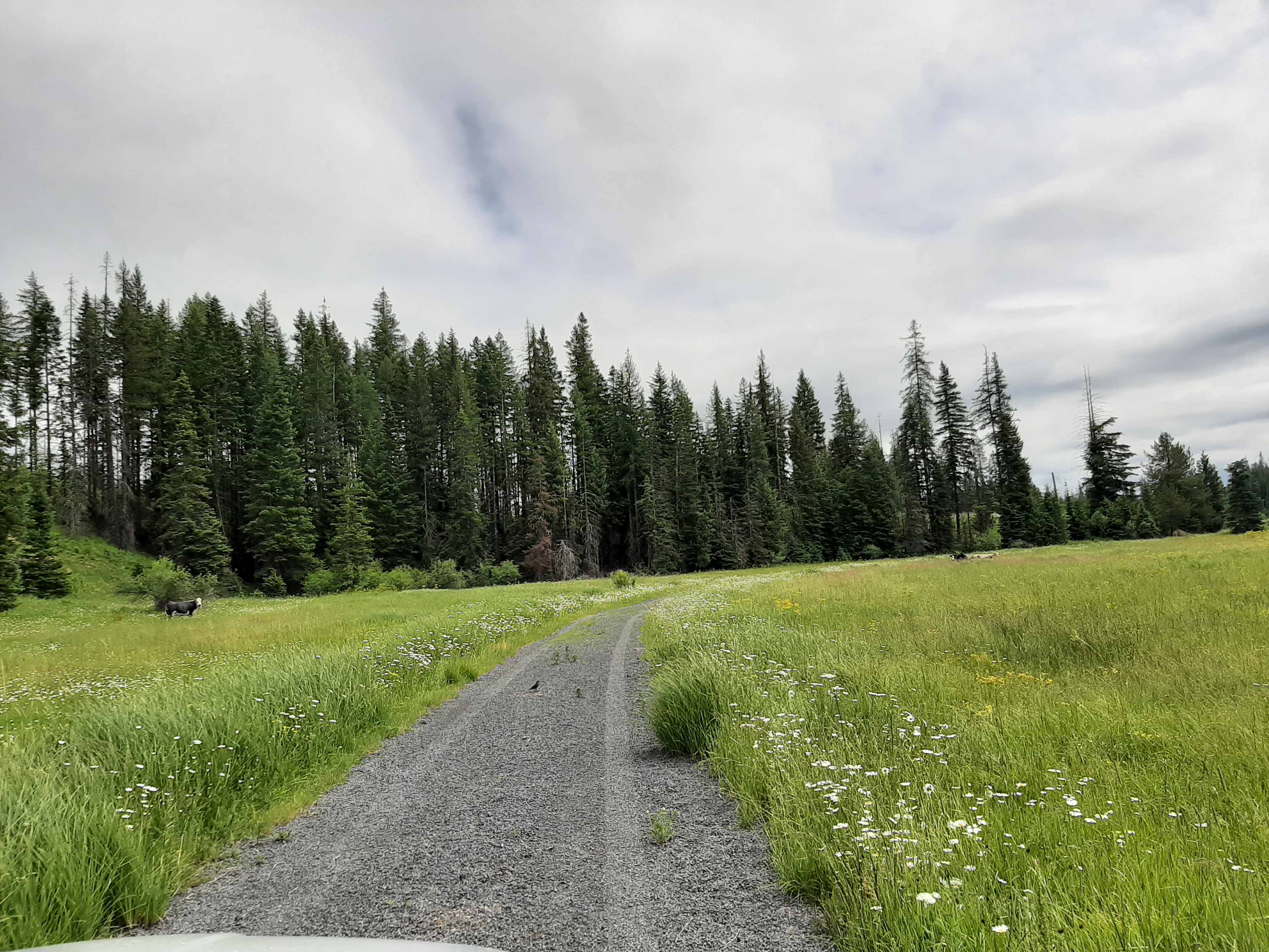 Butterfield Meadows road