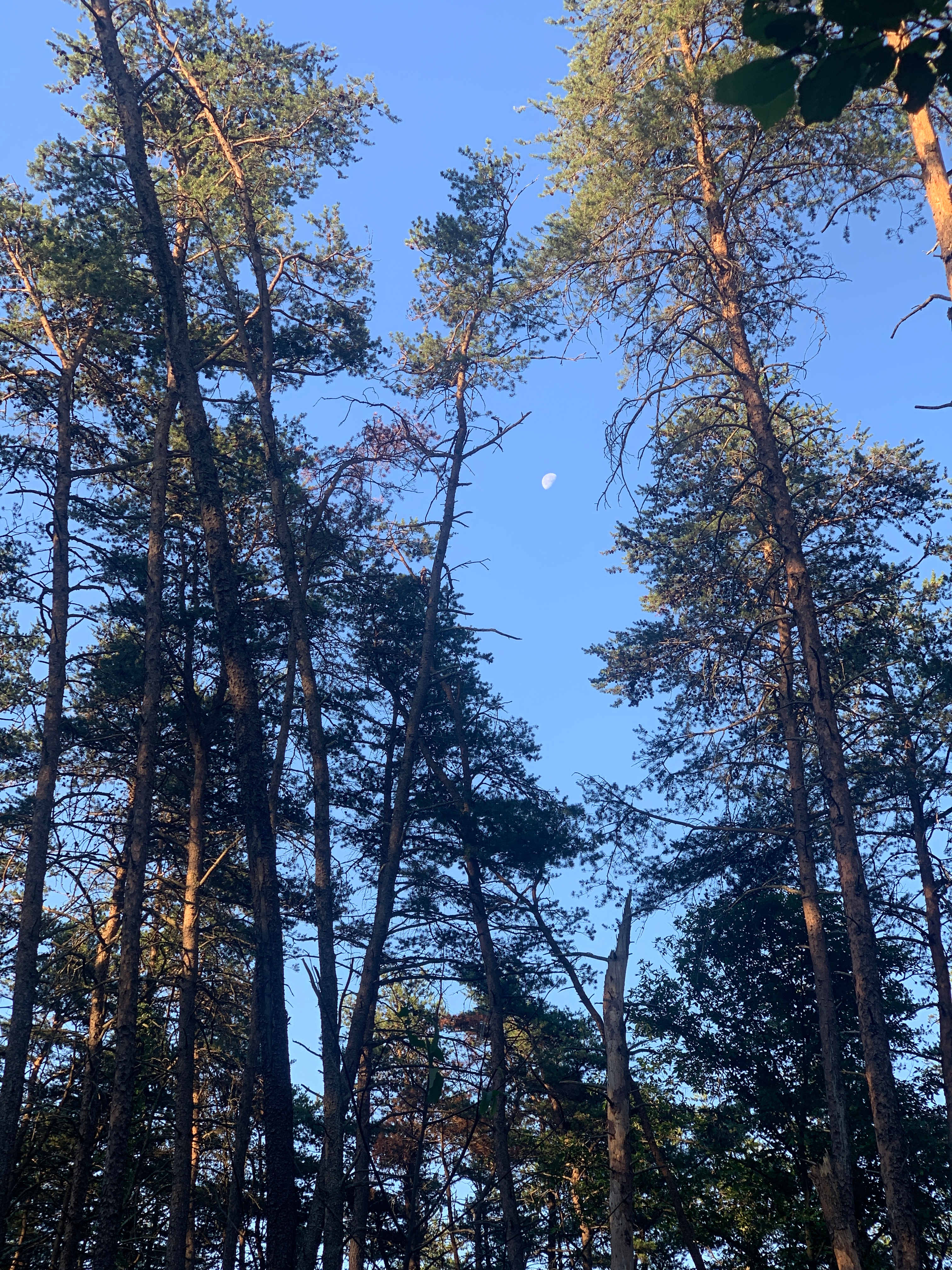 Old pine trees creek and sway in the wind. 