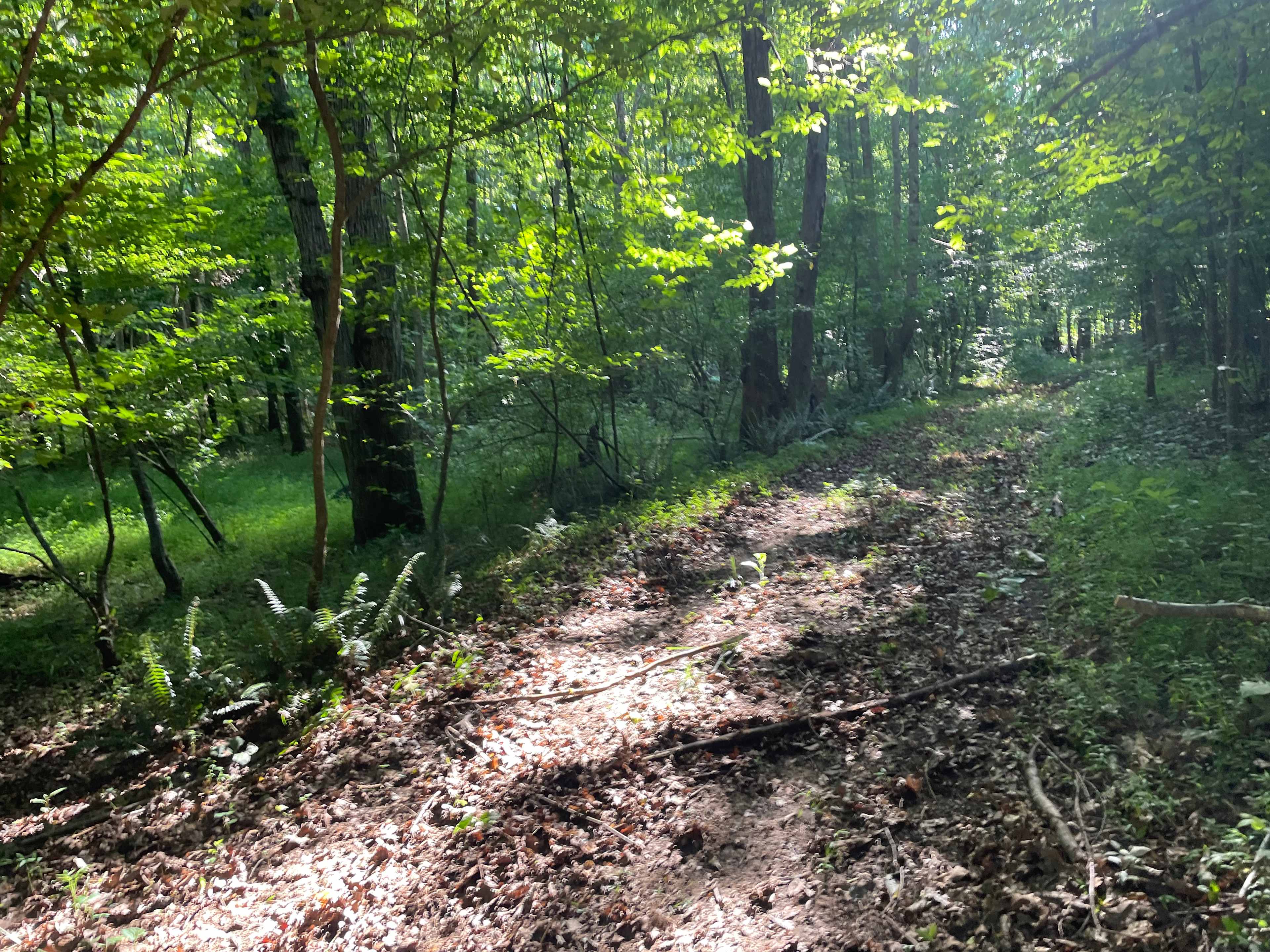Campsite adjoining creek. 