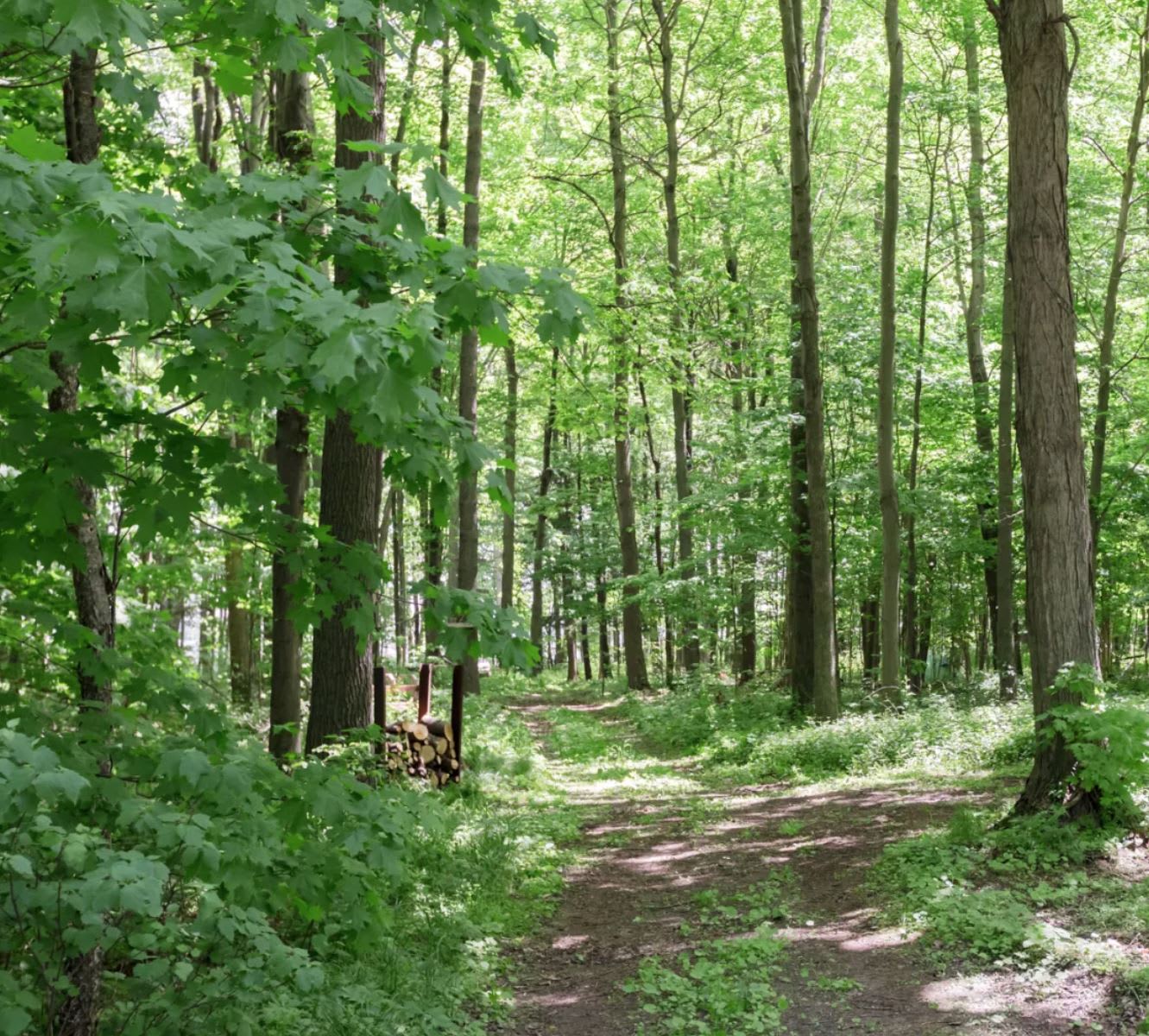 Spring Arbour Magic Forest &Trails!