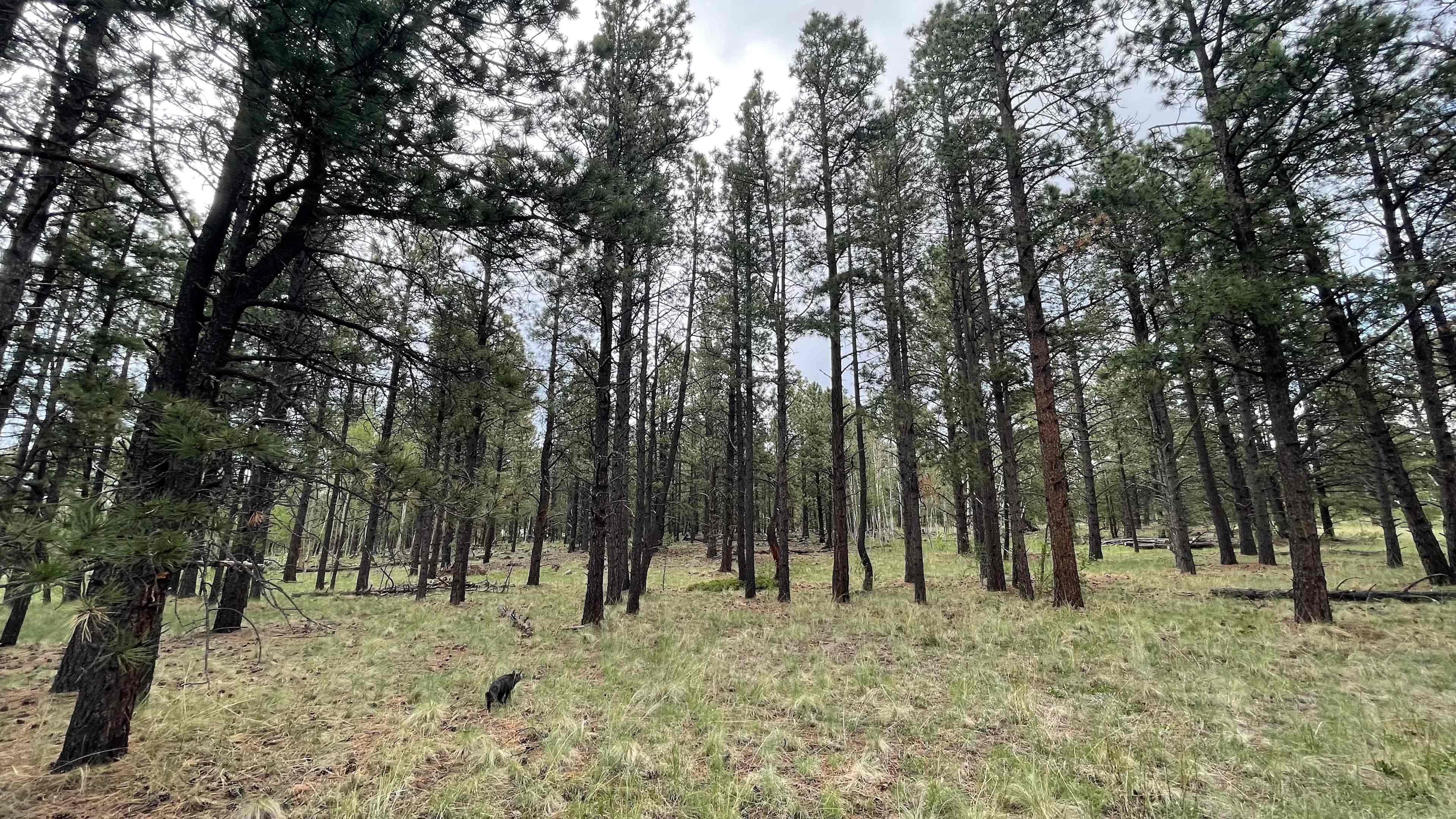 DZ Ranch Camps