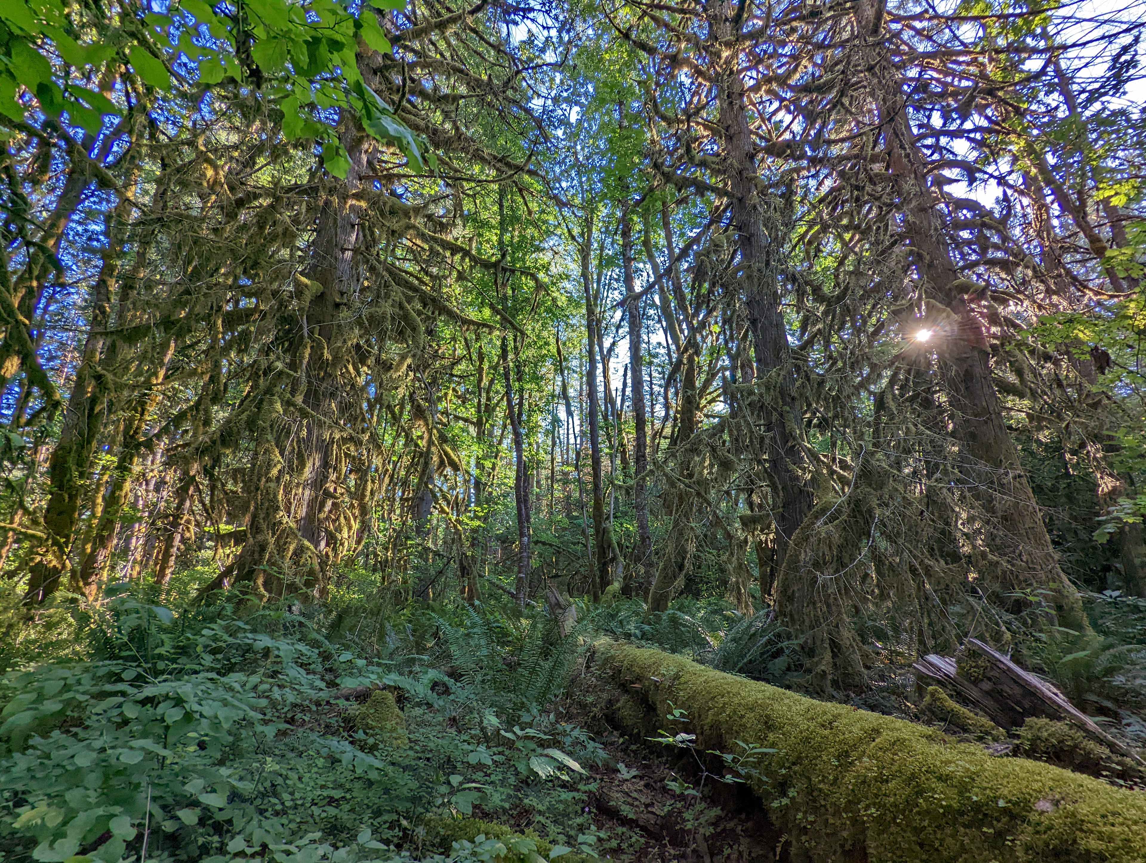 Trees behind site #7