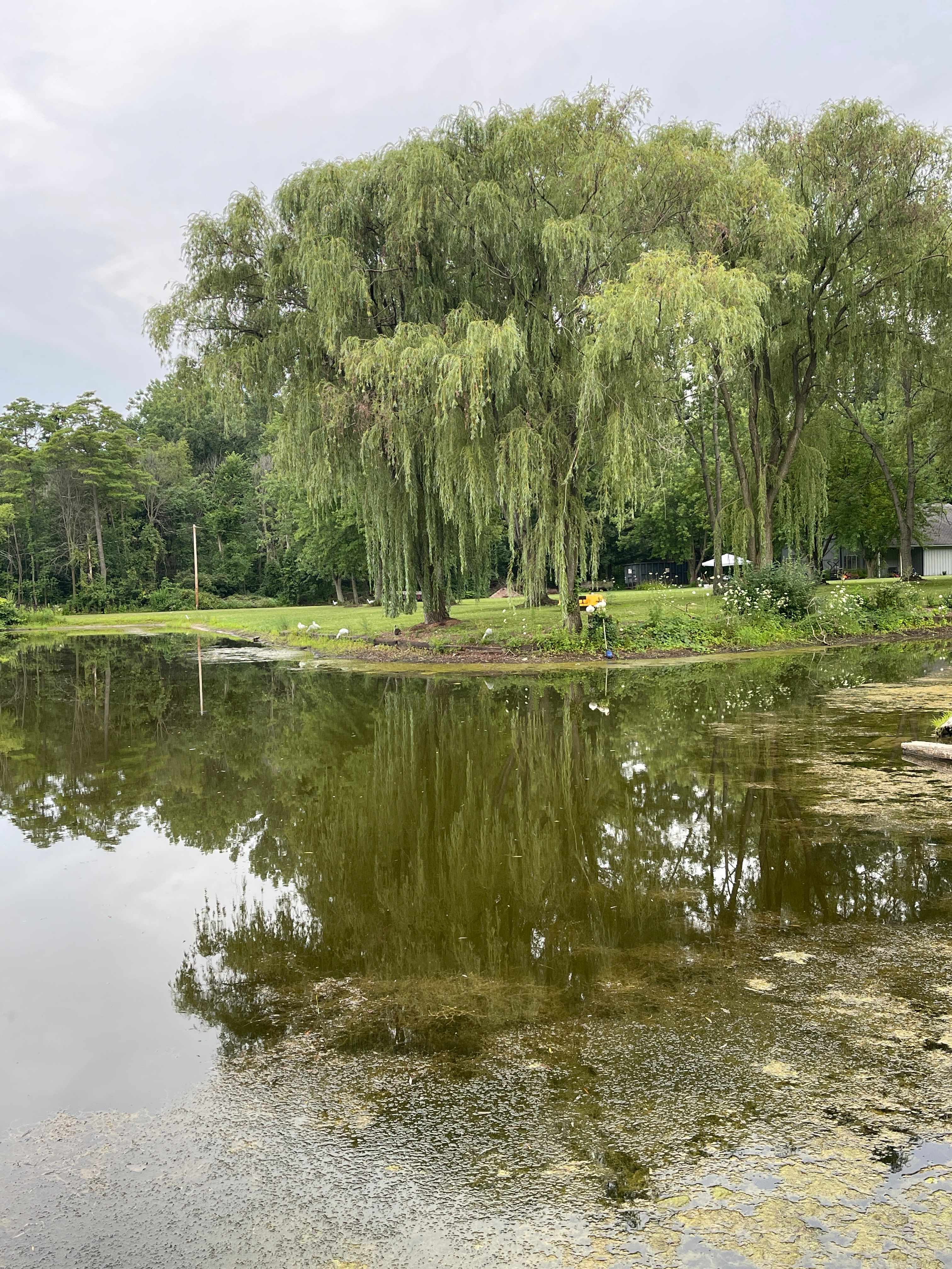 Camp between the willows along the water