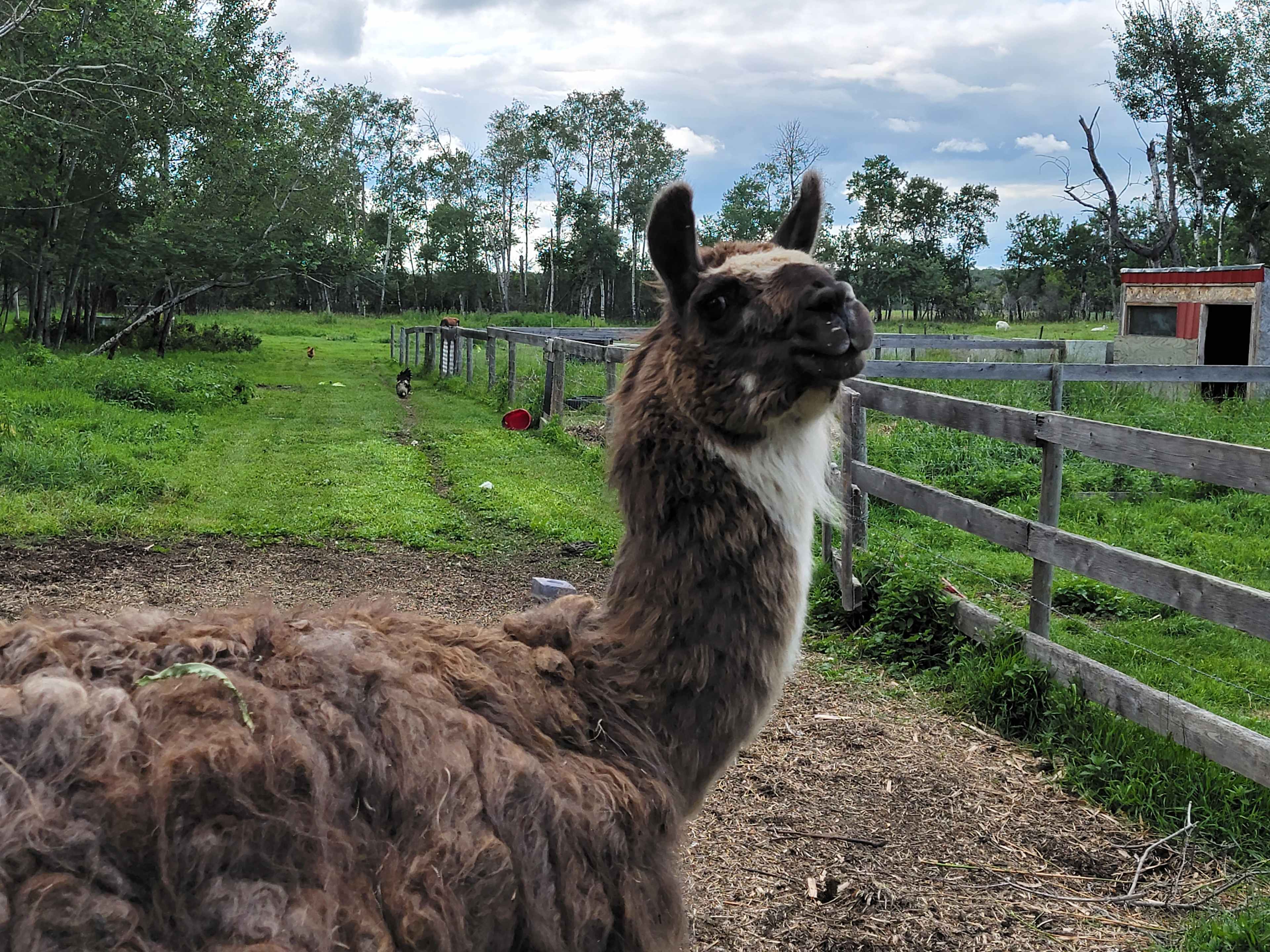 Hoof Hearted Family Acres