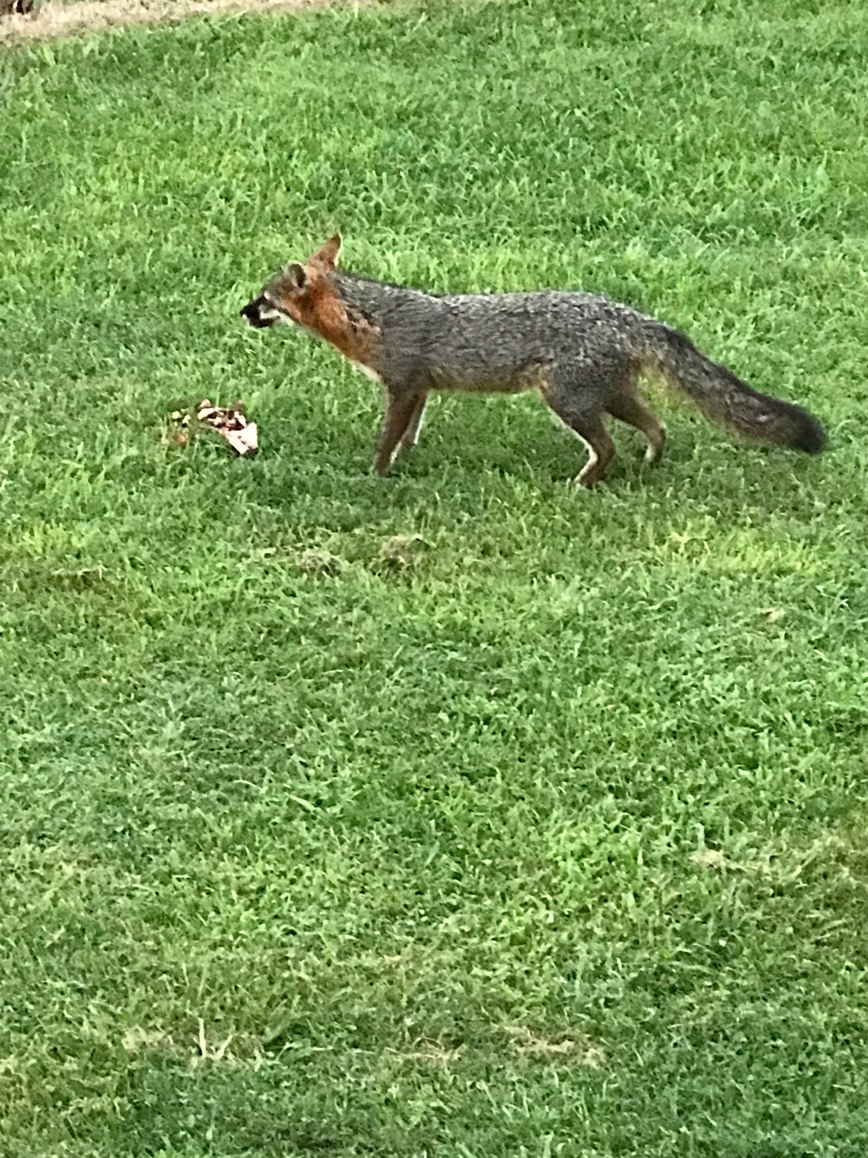 Foxy the Fox (how original, I know. ;)