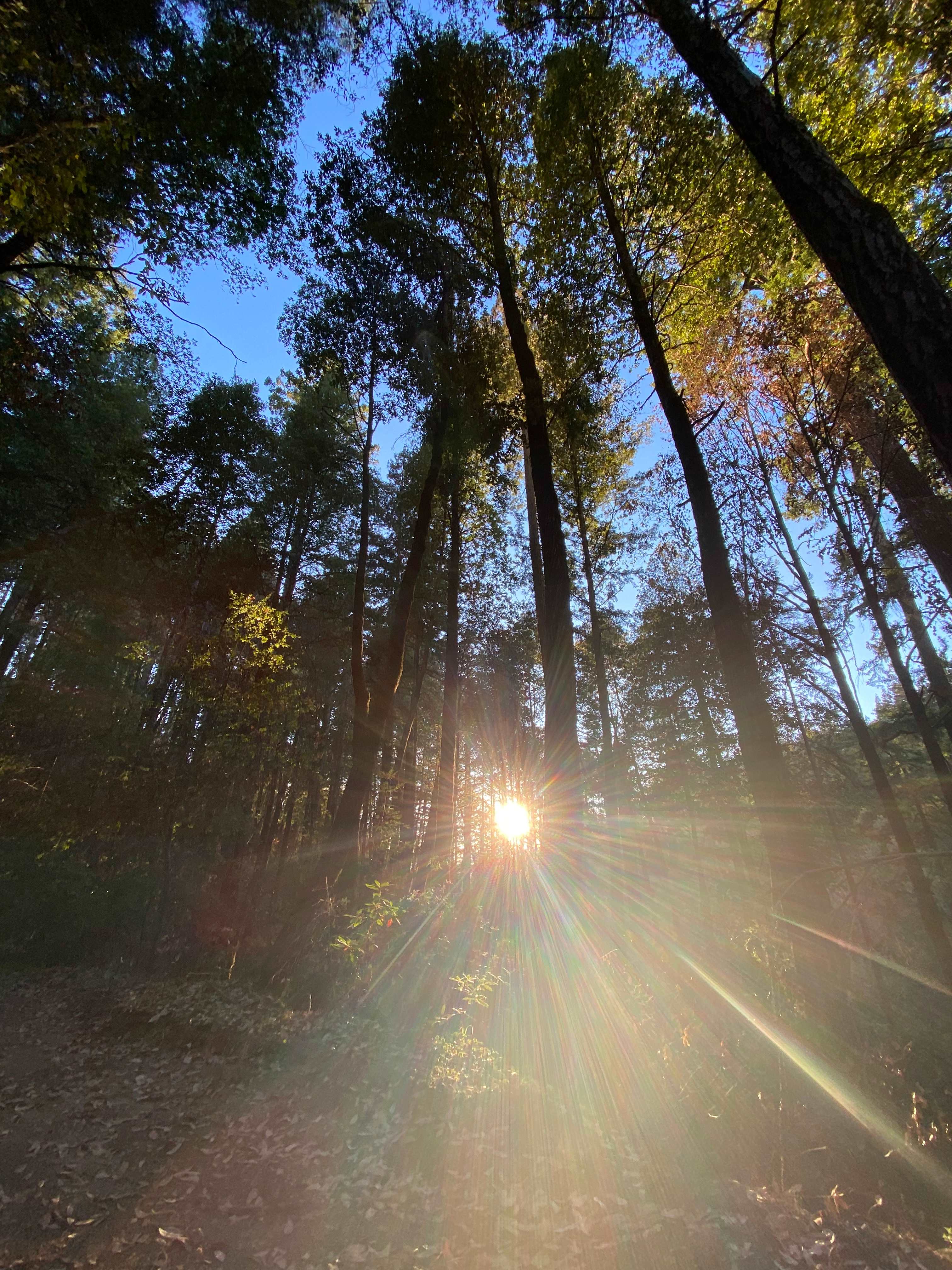 BANKS RANCH IN THE REDWOODS