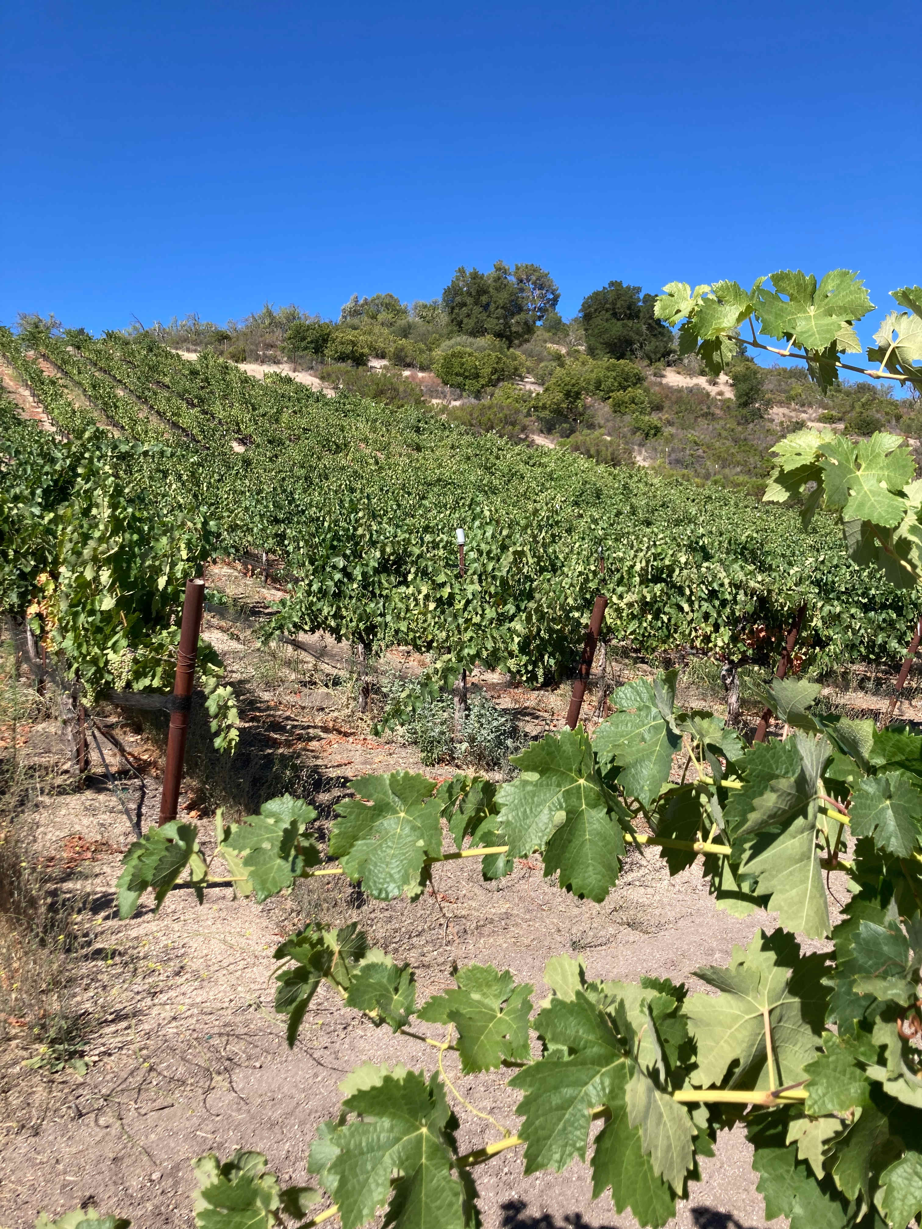 Historic Truck Farm Vineyard