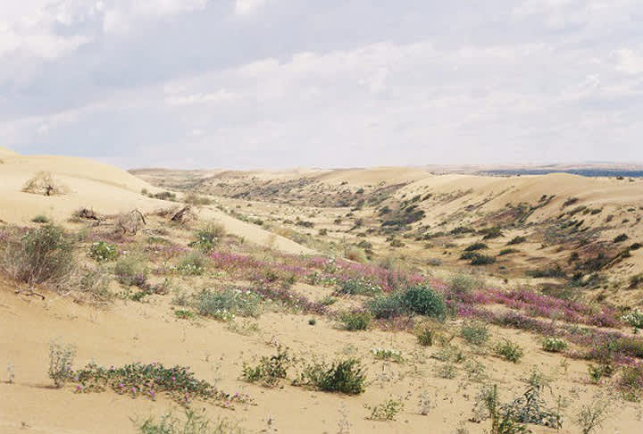North Algodones Dunes