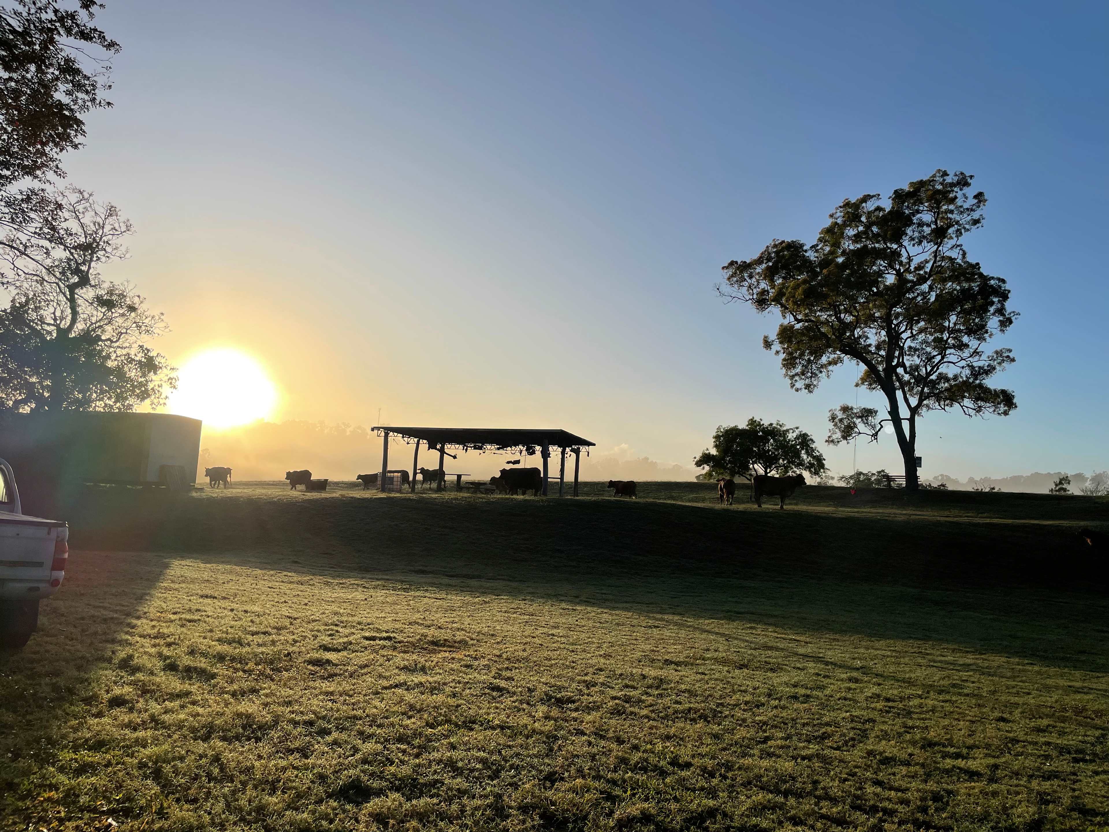 Cattle Camp, Sarina, QLD
