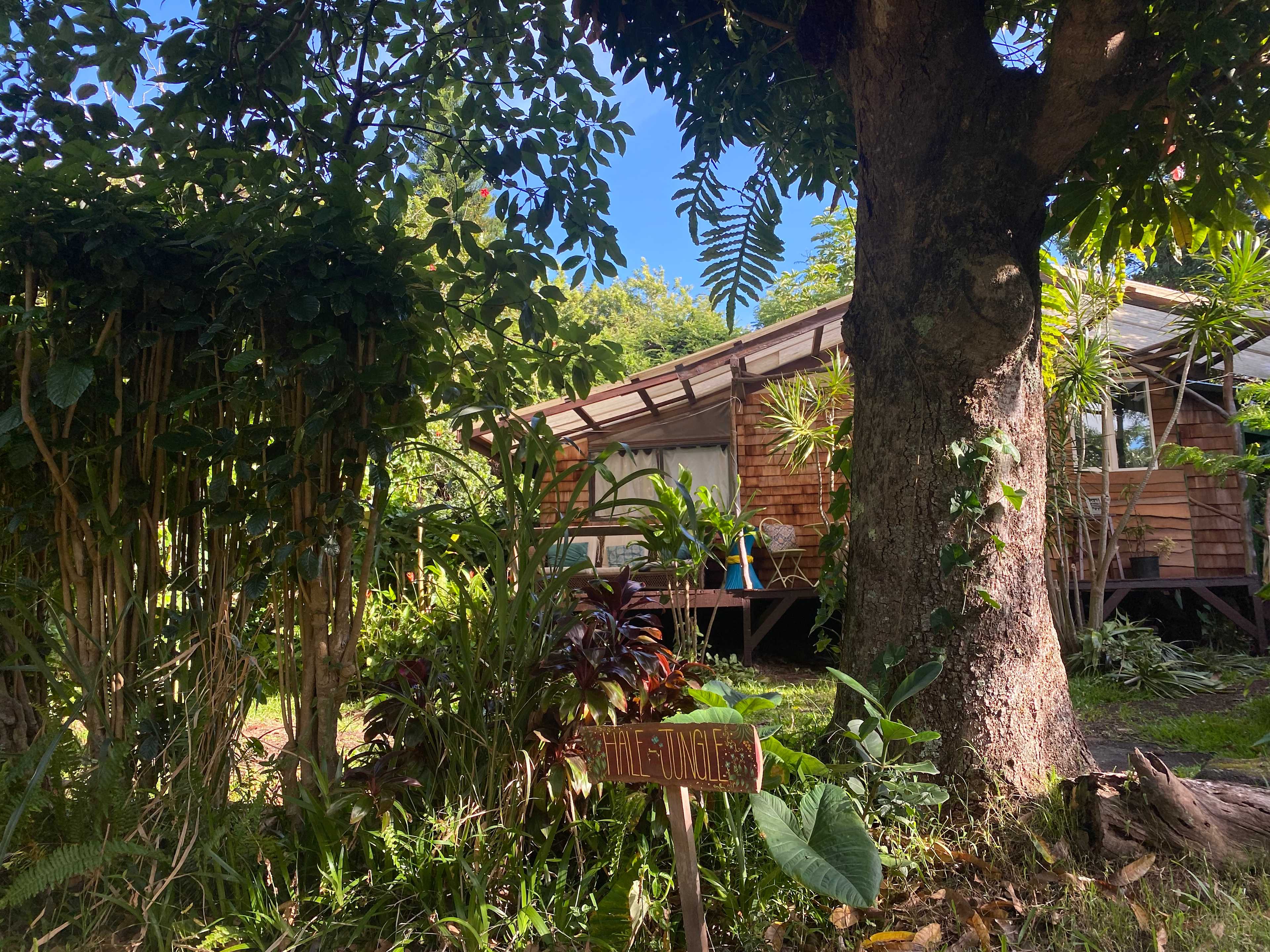 Big mama mango tree in your front yard