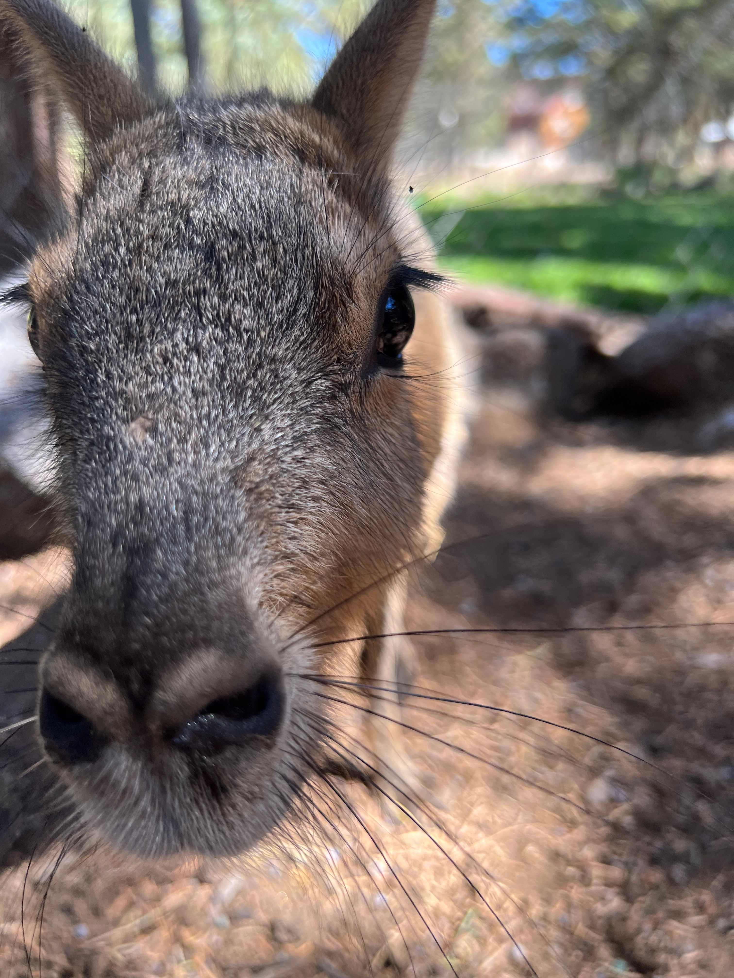 A cavy friend, from Gramma Rose's Petting Zoo!
