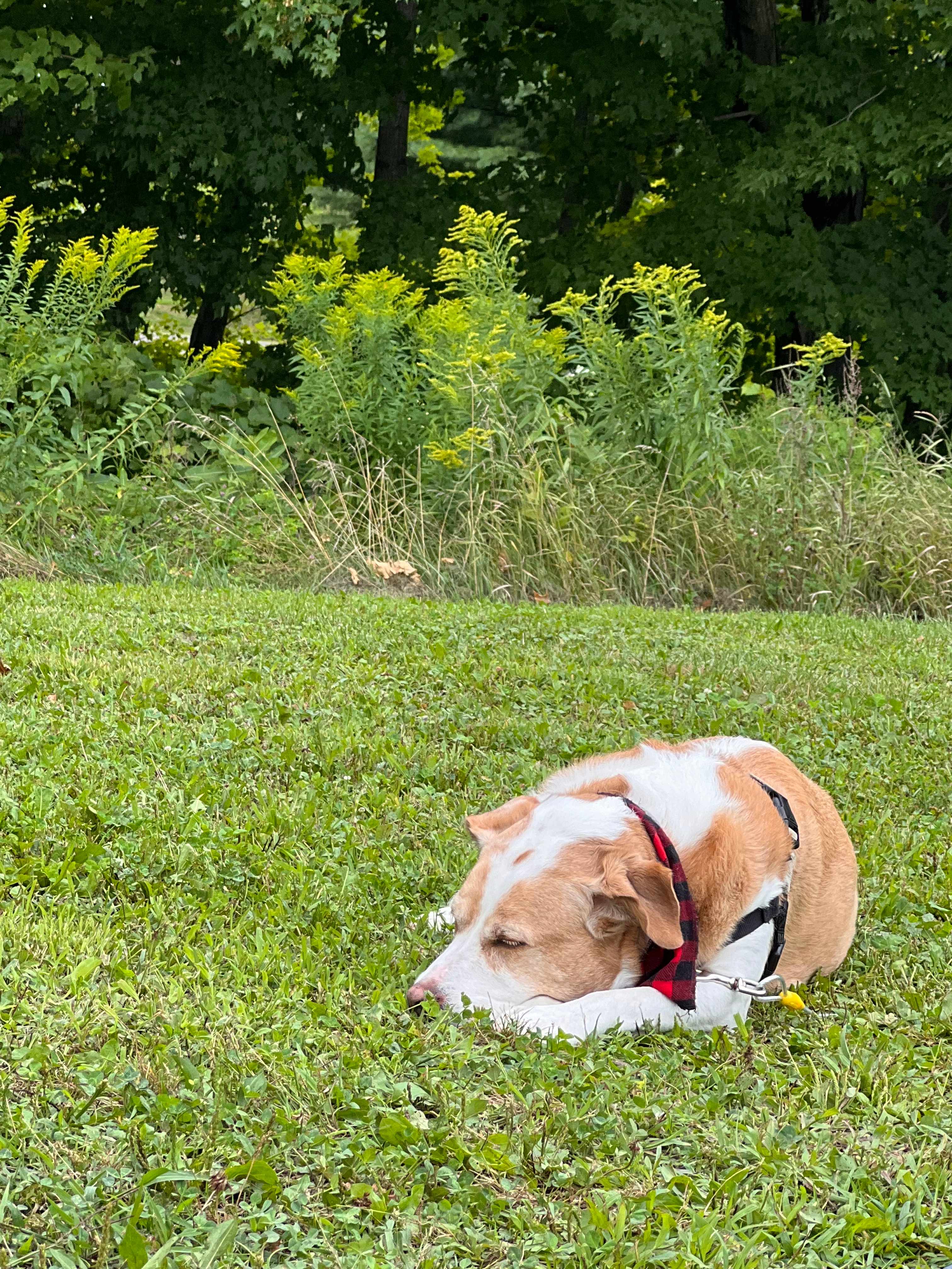 A very sleepy city dog