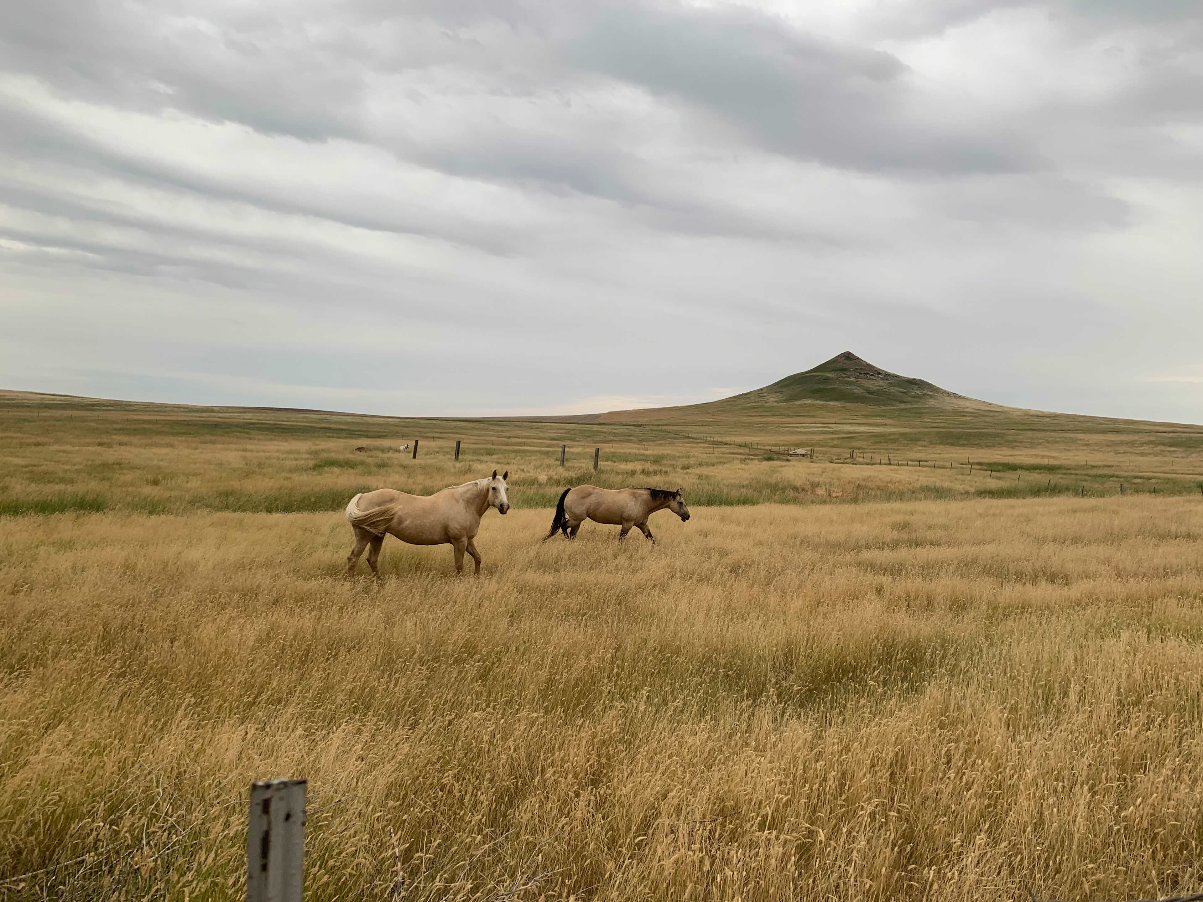 Quiet Cattle Ranch
