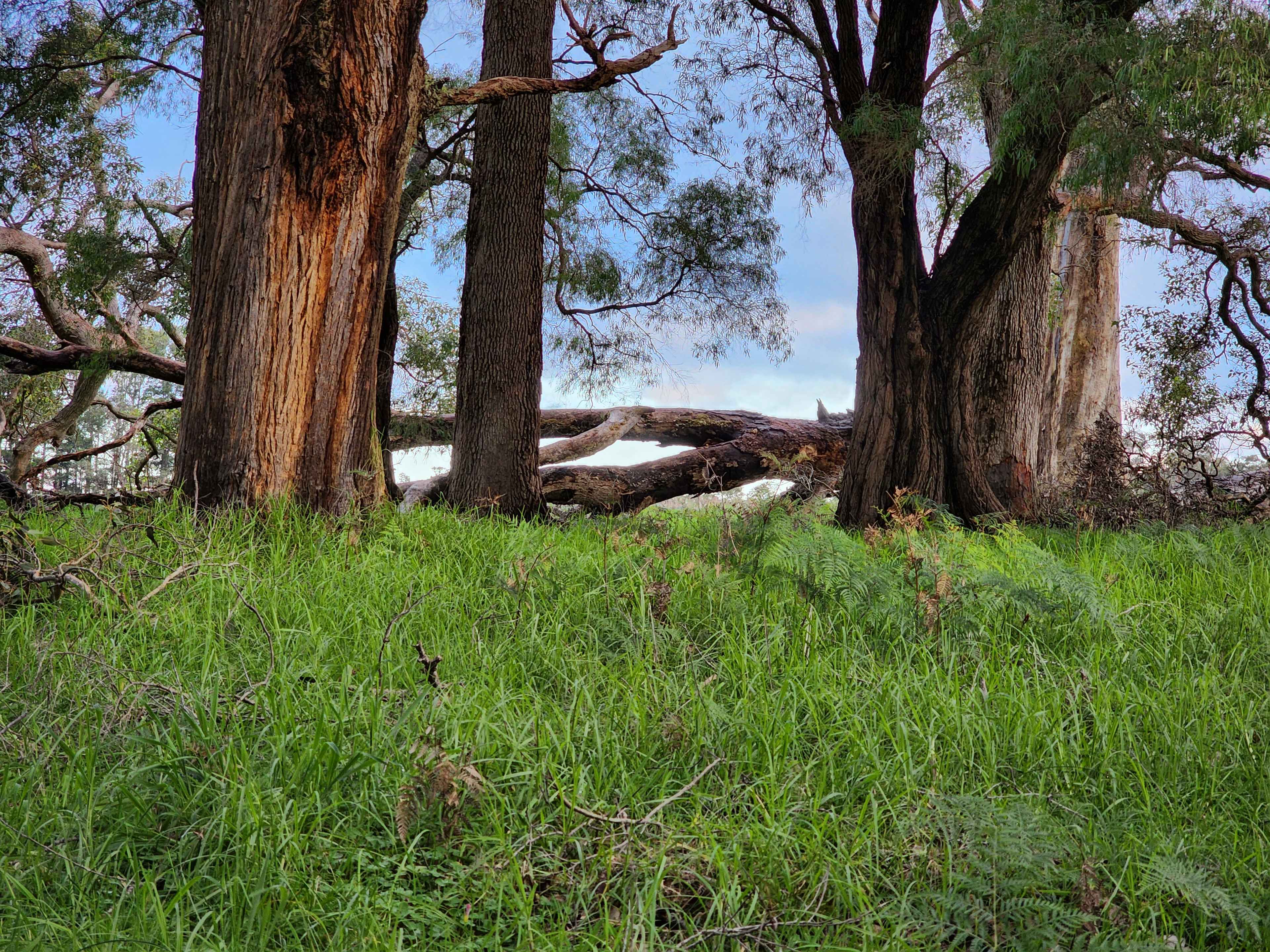 Margaret River - Rosa Glen Farm