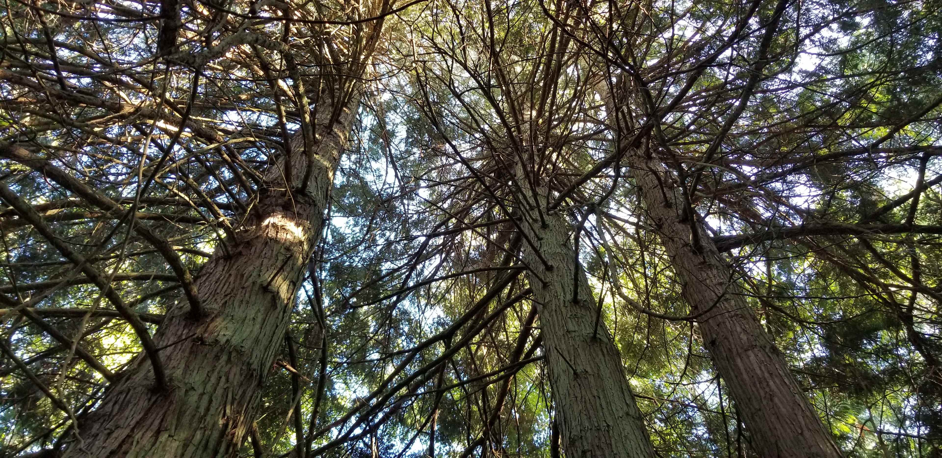 Looking up into mature Douglas Fir canopy on way to Buck's hideaway