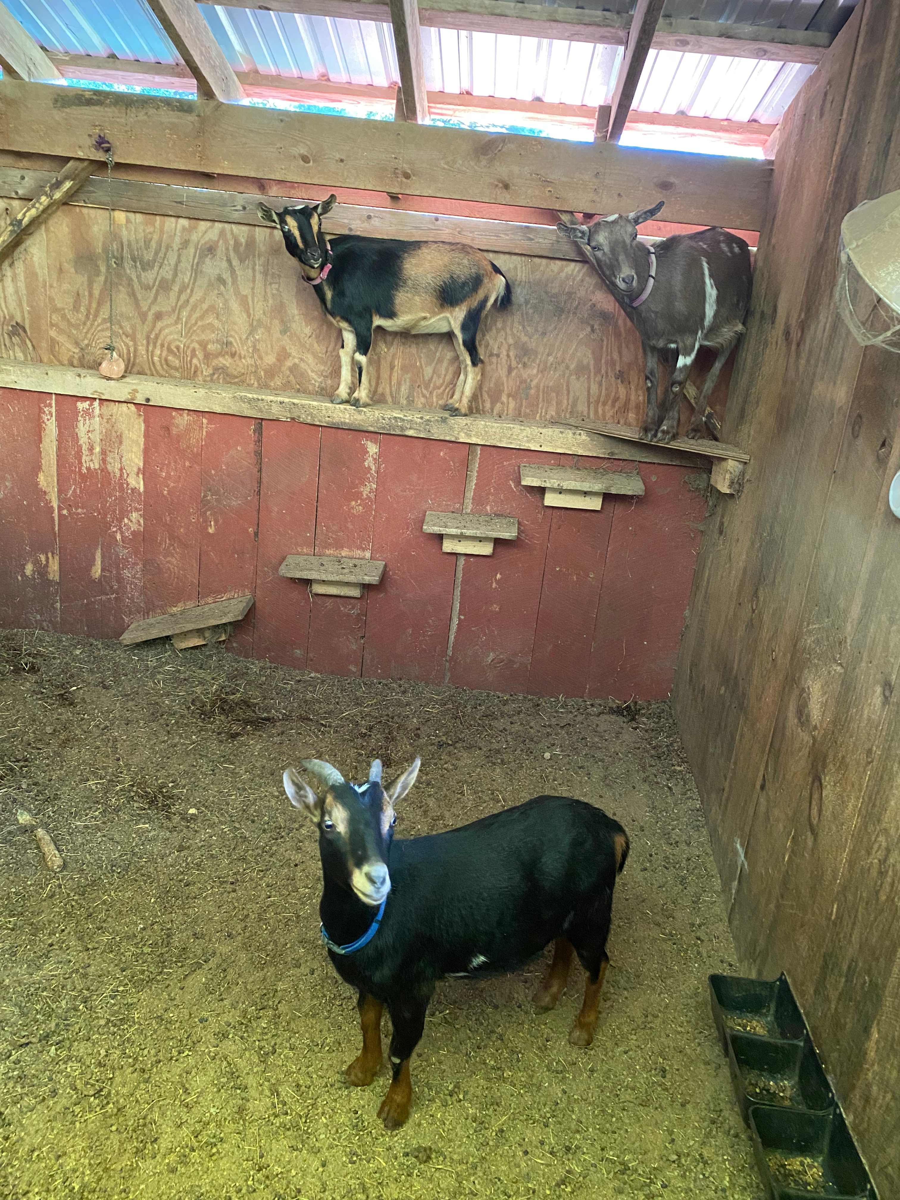 Maple Ridge Farm
